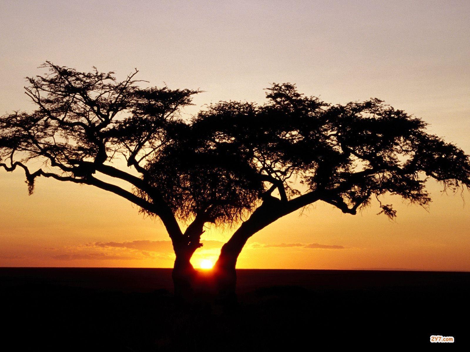 1600x1200 Safari Wallpaper