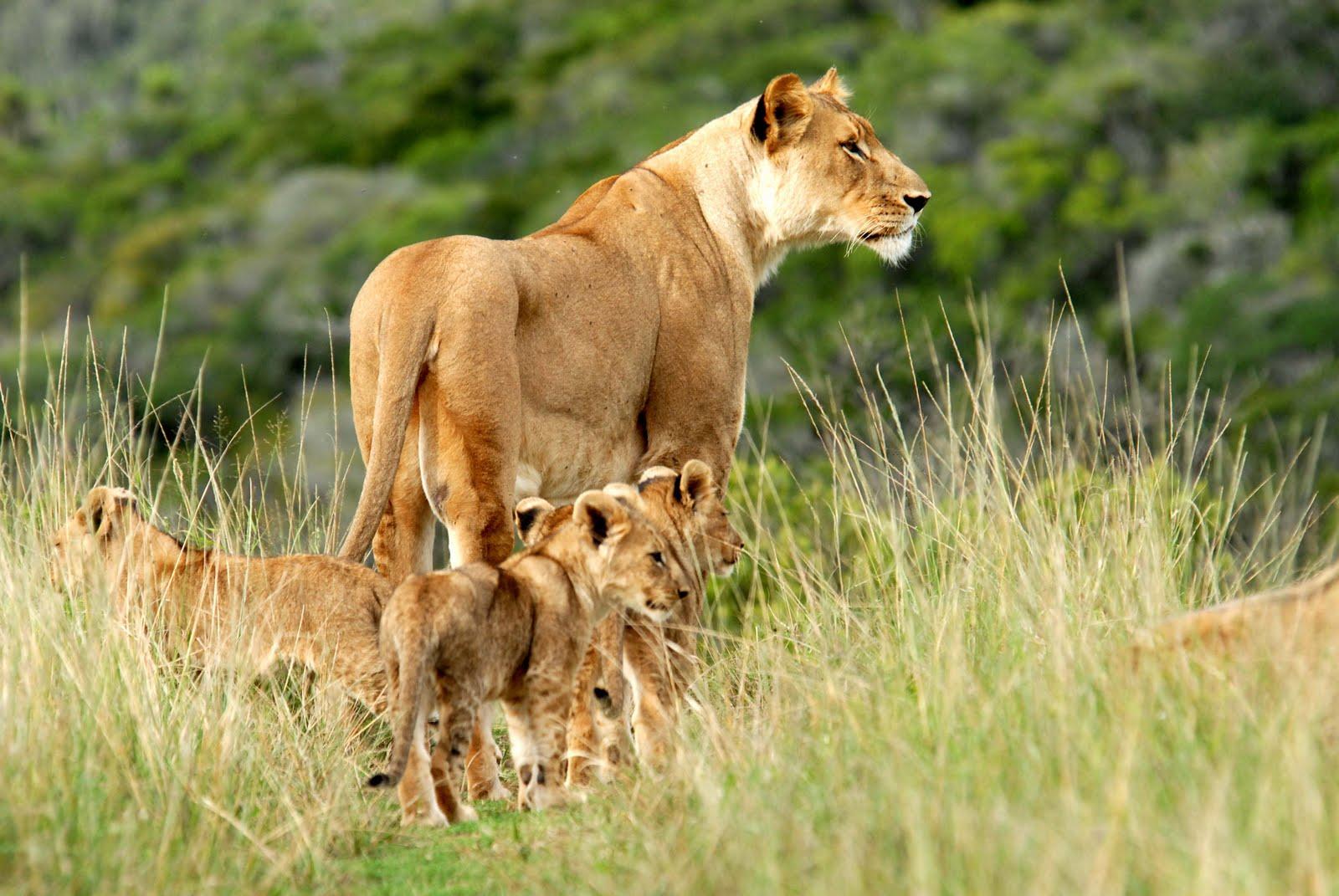 1600x1071 African Safari