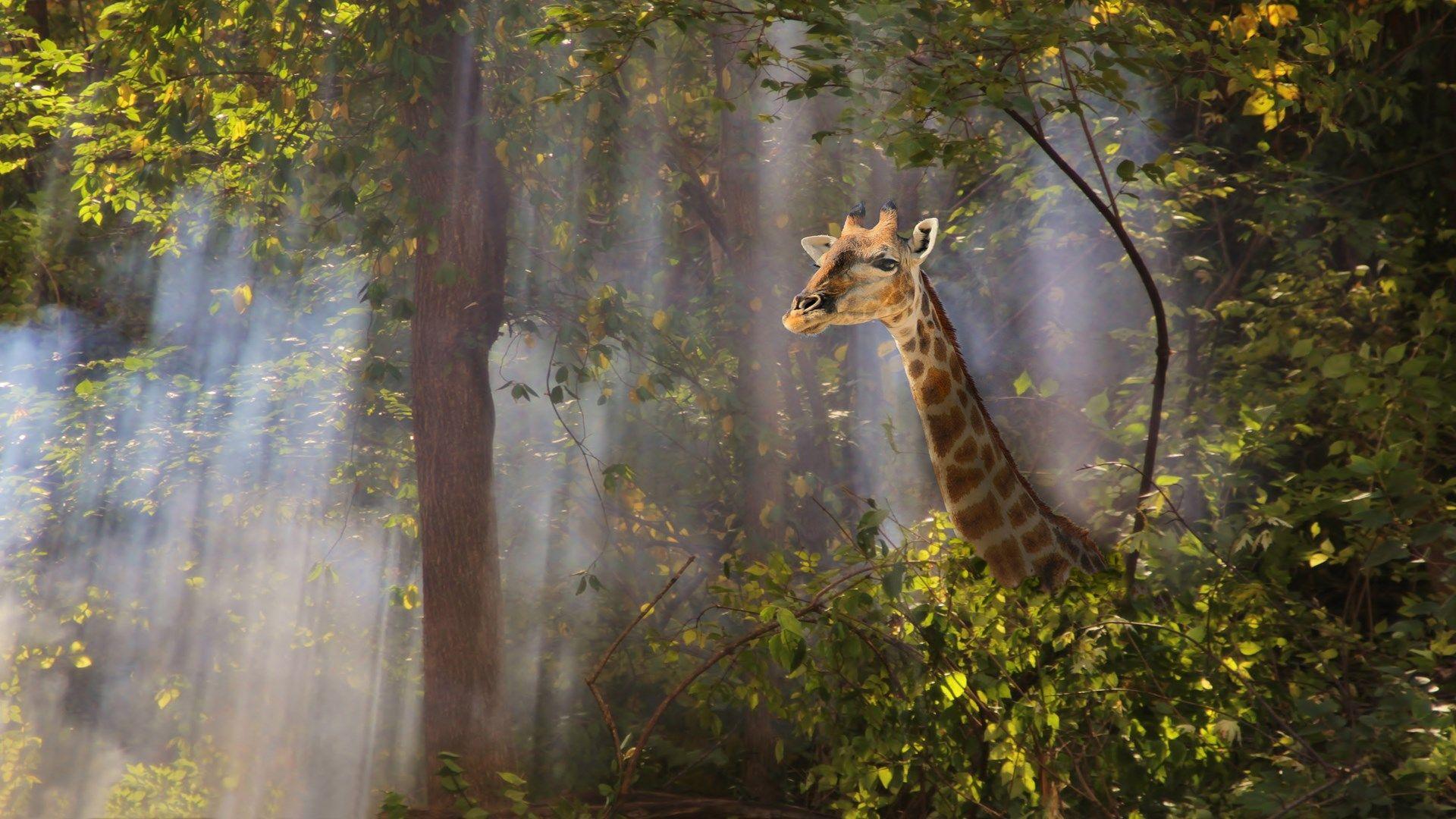 African Safari Wallpapers - Top Free African Safari Backgrounds