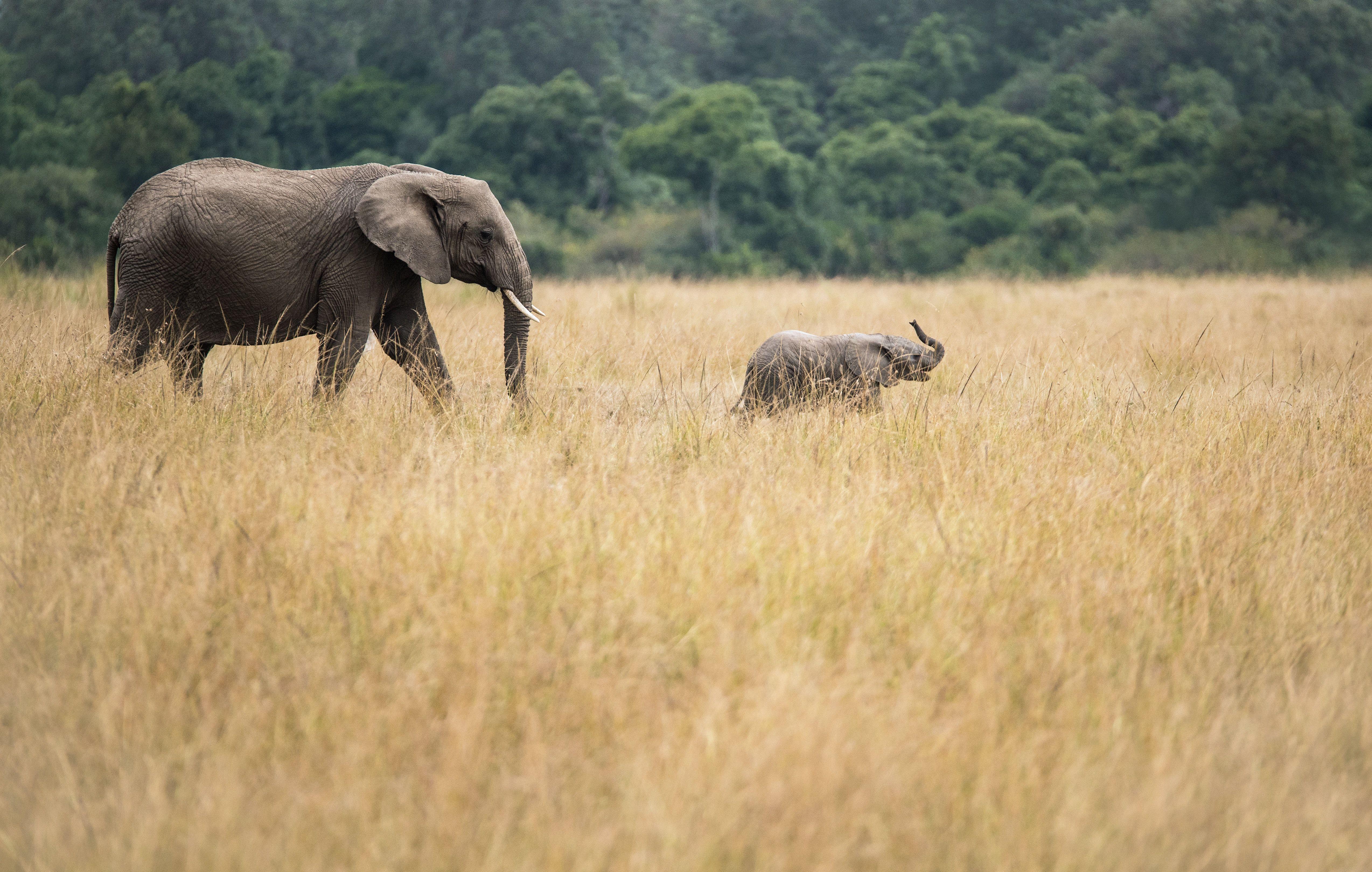 African Safari Wallpapers Top Free African Safari Backgrounds