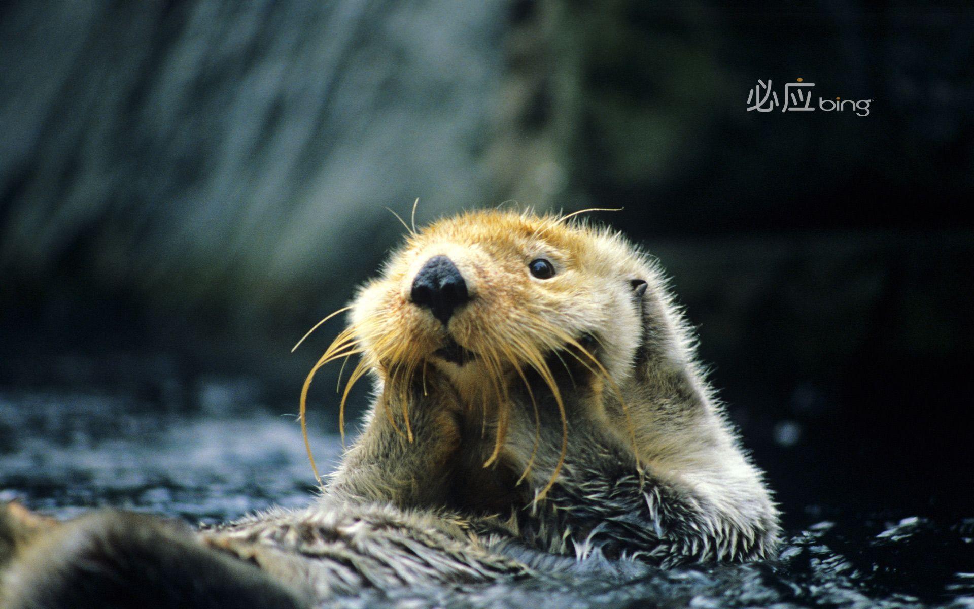Sea Otter Wallpapers  Wallpaper Cave