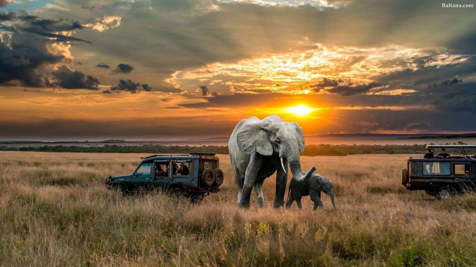 images of african safari