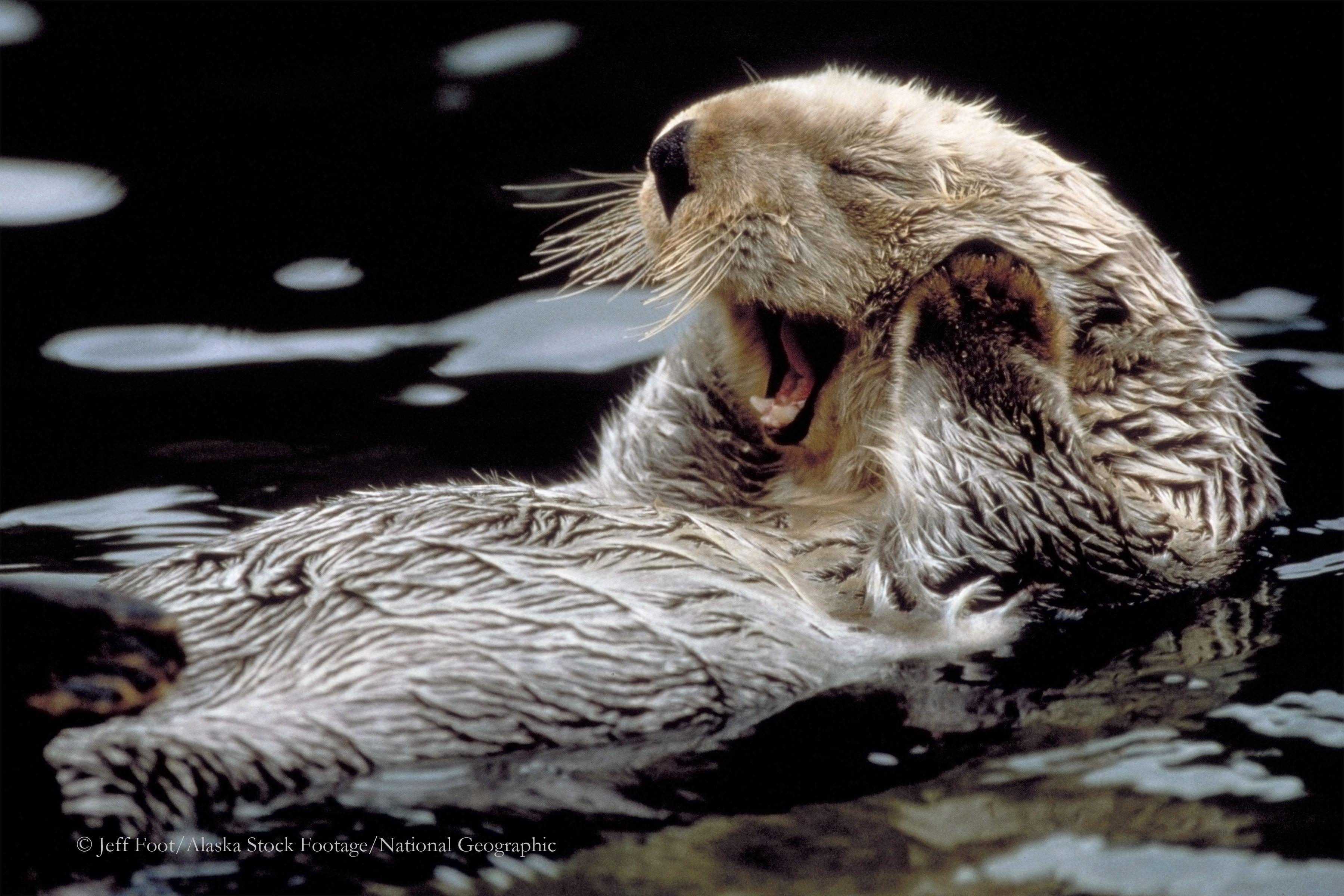 Sea Otter Wallpapers - Top Free Sea Otter Backgrounds - WallpaperAccess