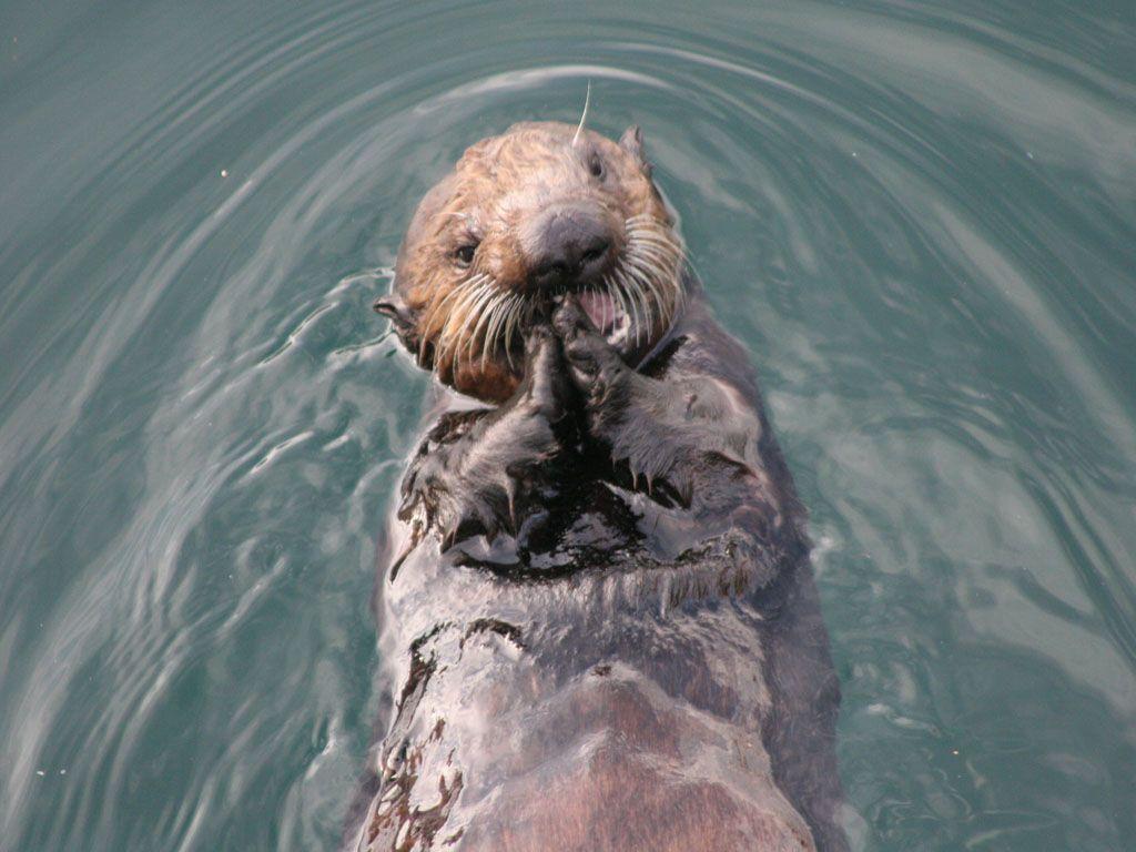 Sea Otter Wallpapers - Top Free Sea Otter Backgrounds - WallpaperAccess