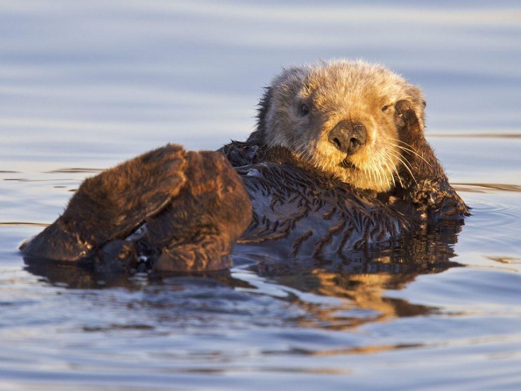 Sea Otter Wallpapers - Top Free Sea Otter Backgrounds - WallpaperAccess