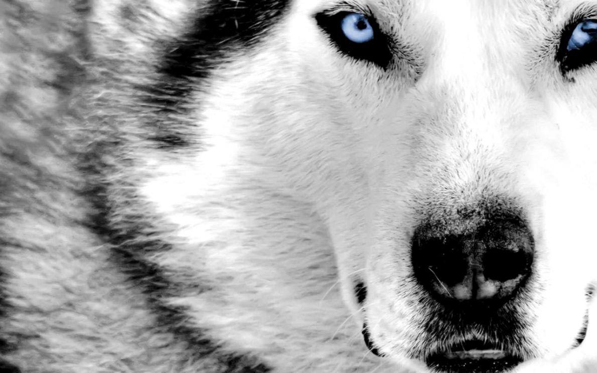 Featured image of post Dire Wolf Wallpaper 4K 4k abstract wallpapers for mobile free download