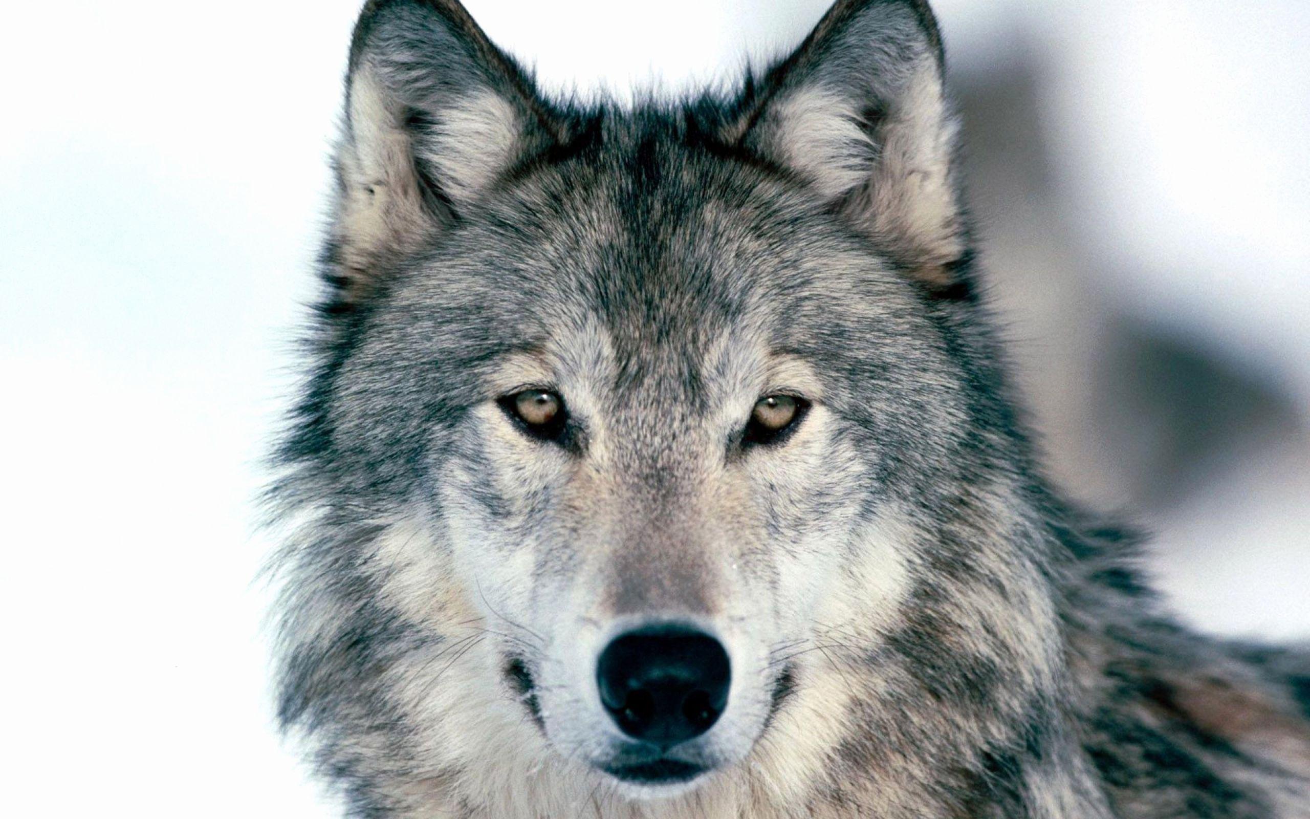 2560x1600 Unique Wolf Wallpaper 4k Inspiration of The Hudson