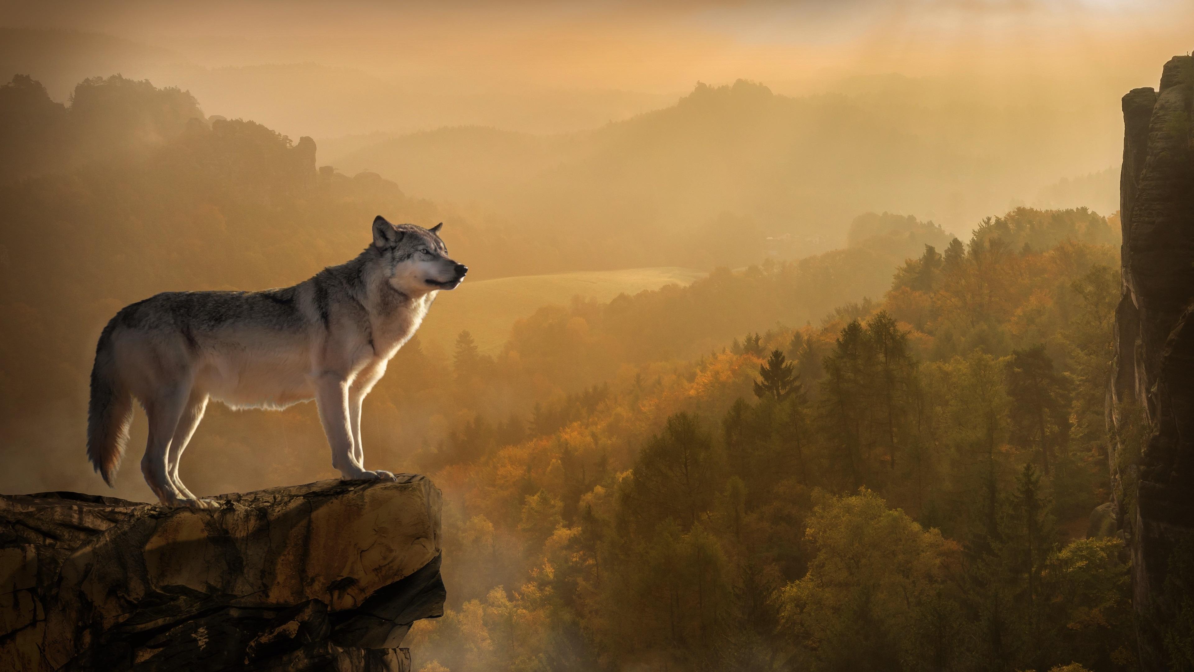 3840x2160 Wolf 4K wallpaper