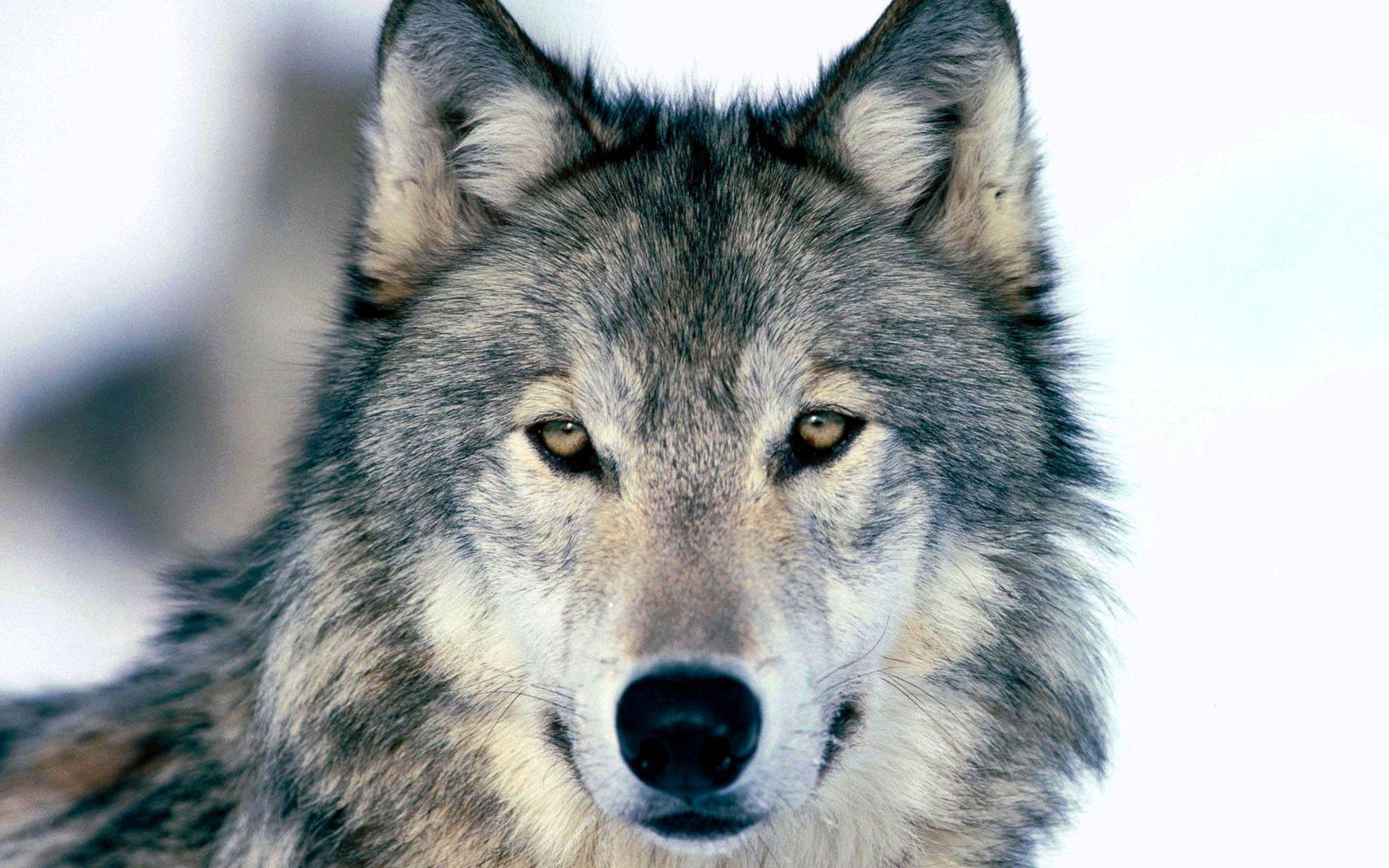 3766x2353 Dire Wolf HD Wallpaper 4K Wallpaper.Pro