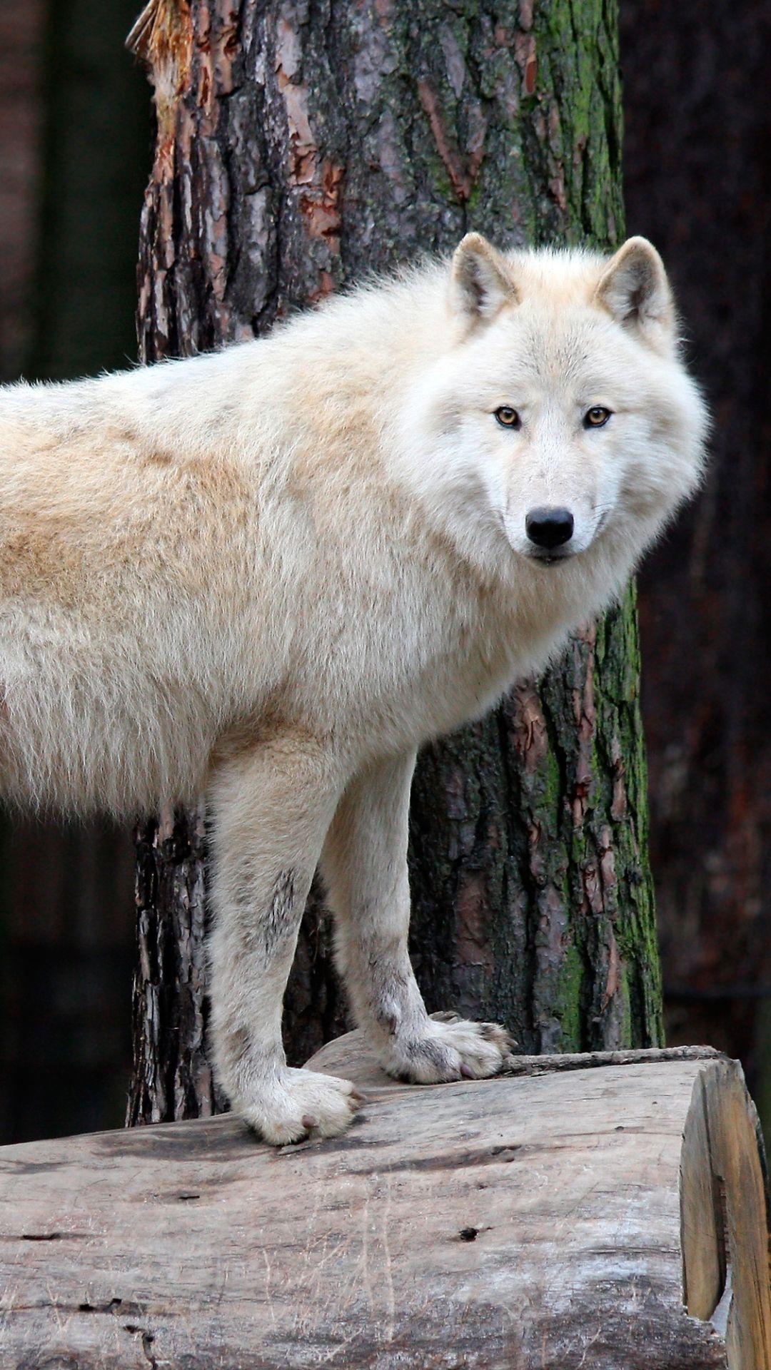 1080x1920 Animal Wolf predator (Animal) white wolf wildlife wolf (1080x1920