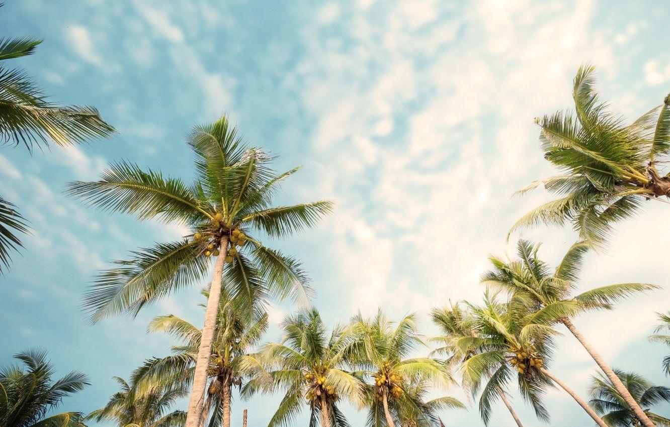 Palms Wallpapers - Top Free Palms Backgrounds - WallpaperAccess