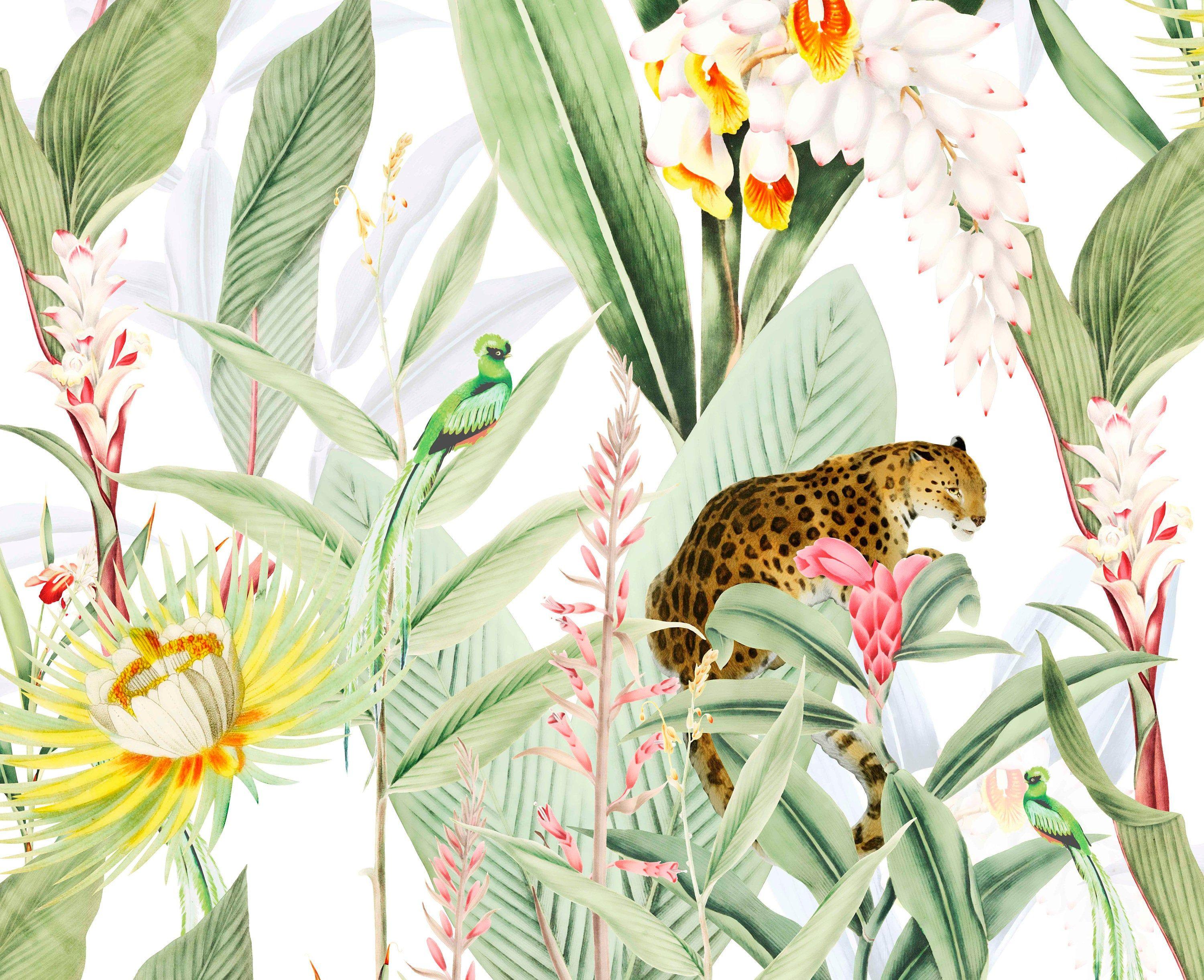 Tropical Animals Wallpapers Top Free Tropical Animals Backgrounds