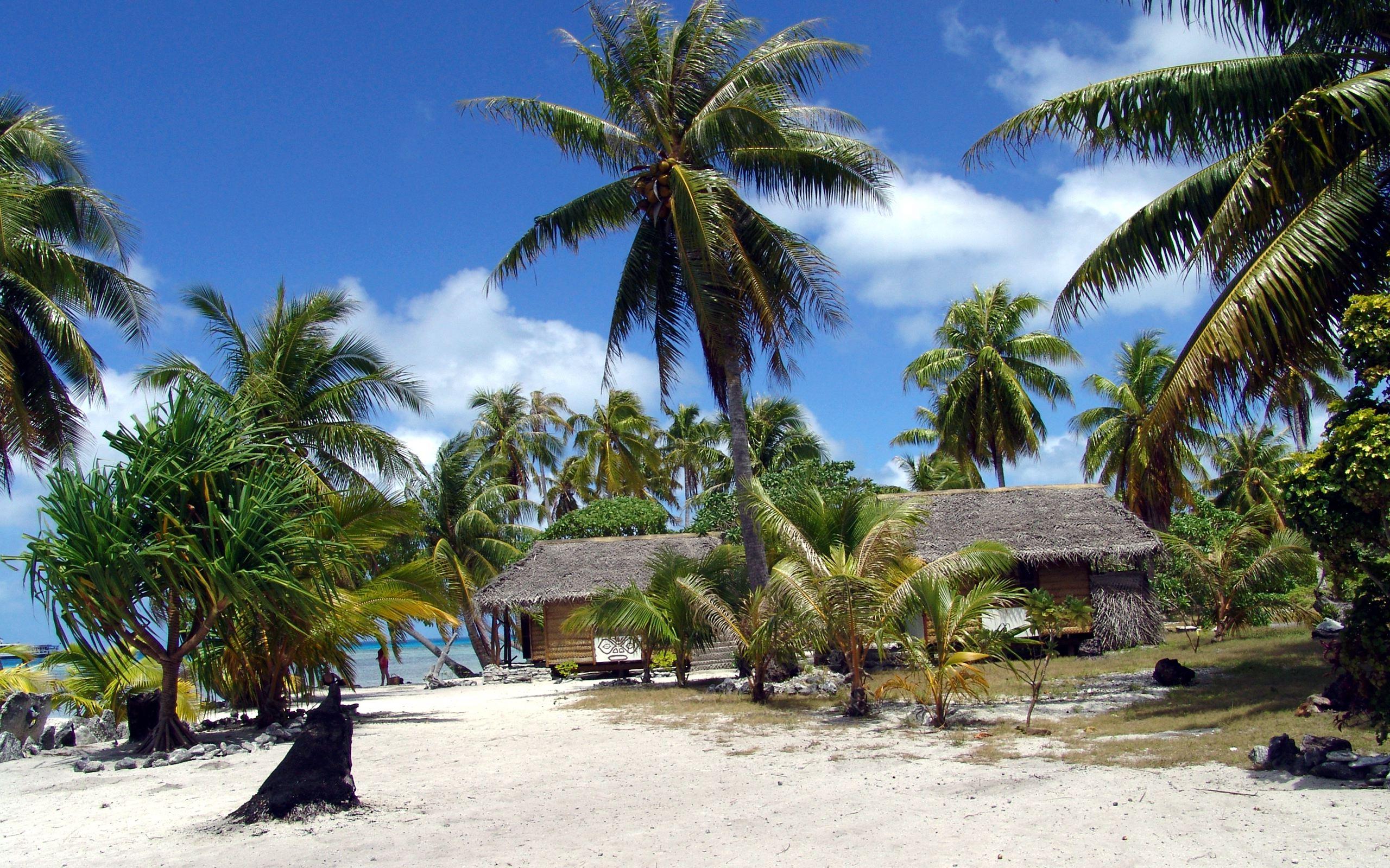 2560x1600 Tropical summer wallpaper. Tropical summer