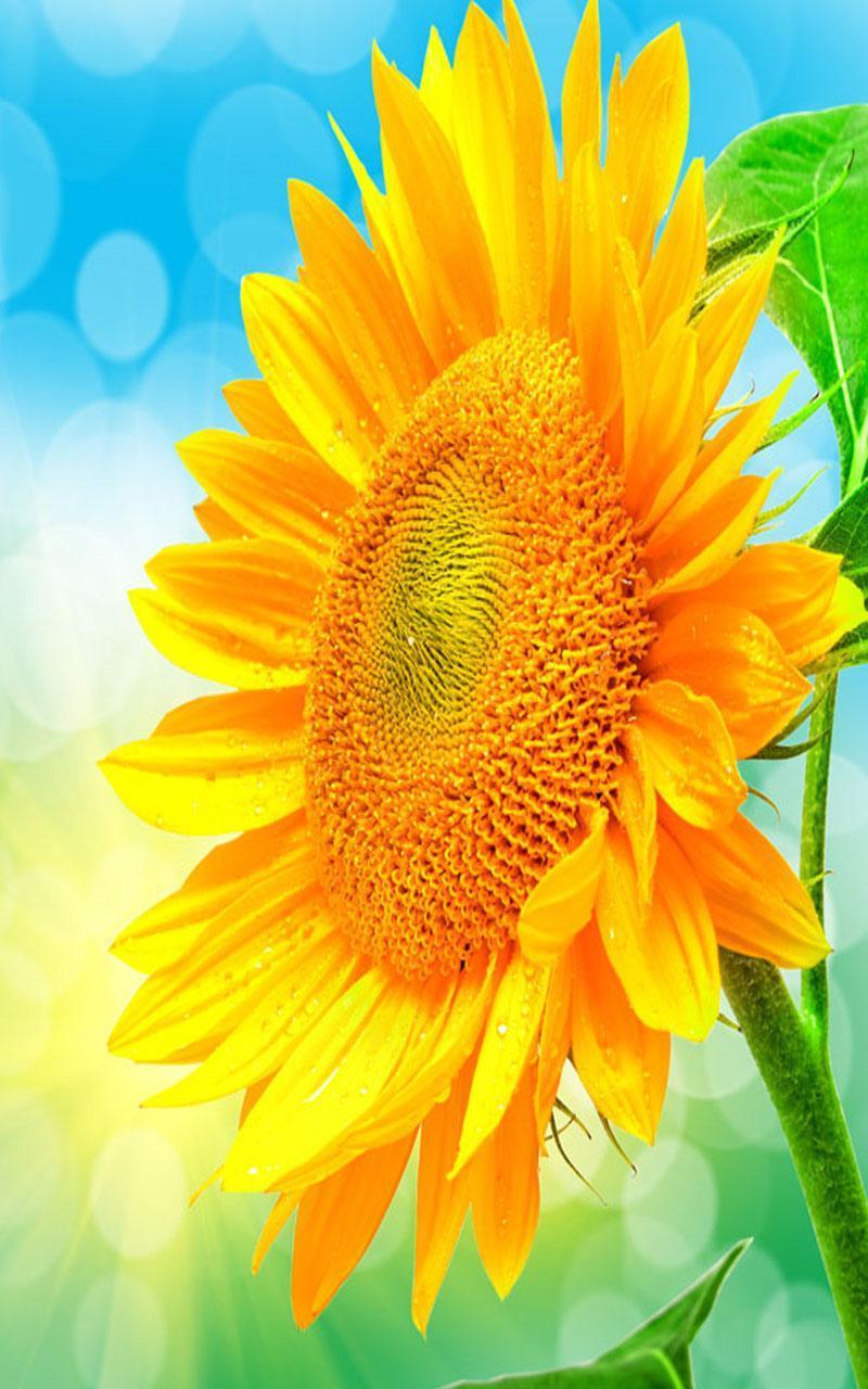 800x1280 Tropical Summer Wallpaper for Android