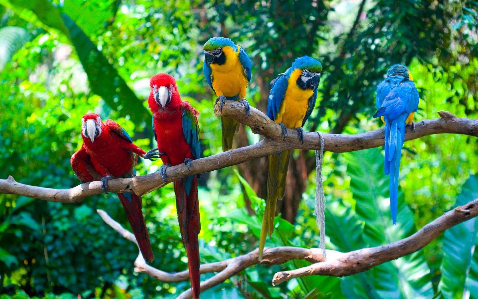 1920x1200 Parrots Conflict