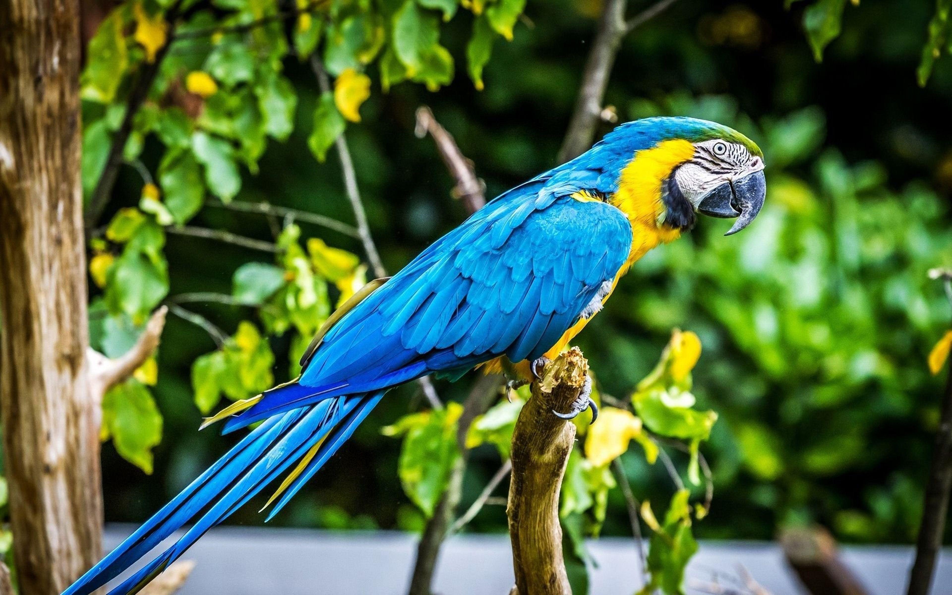 3840x2400 Tropical Bird Macaw Parrot HD Wallpaper 74920 :