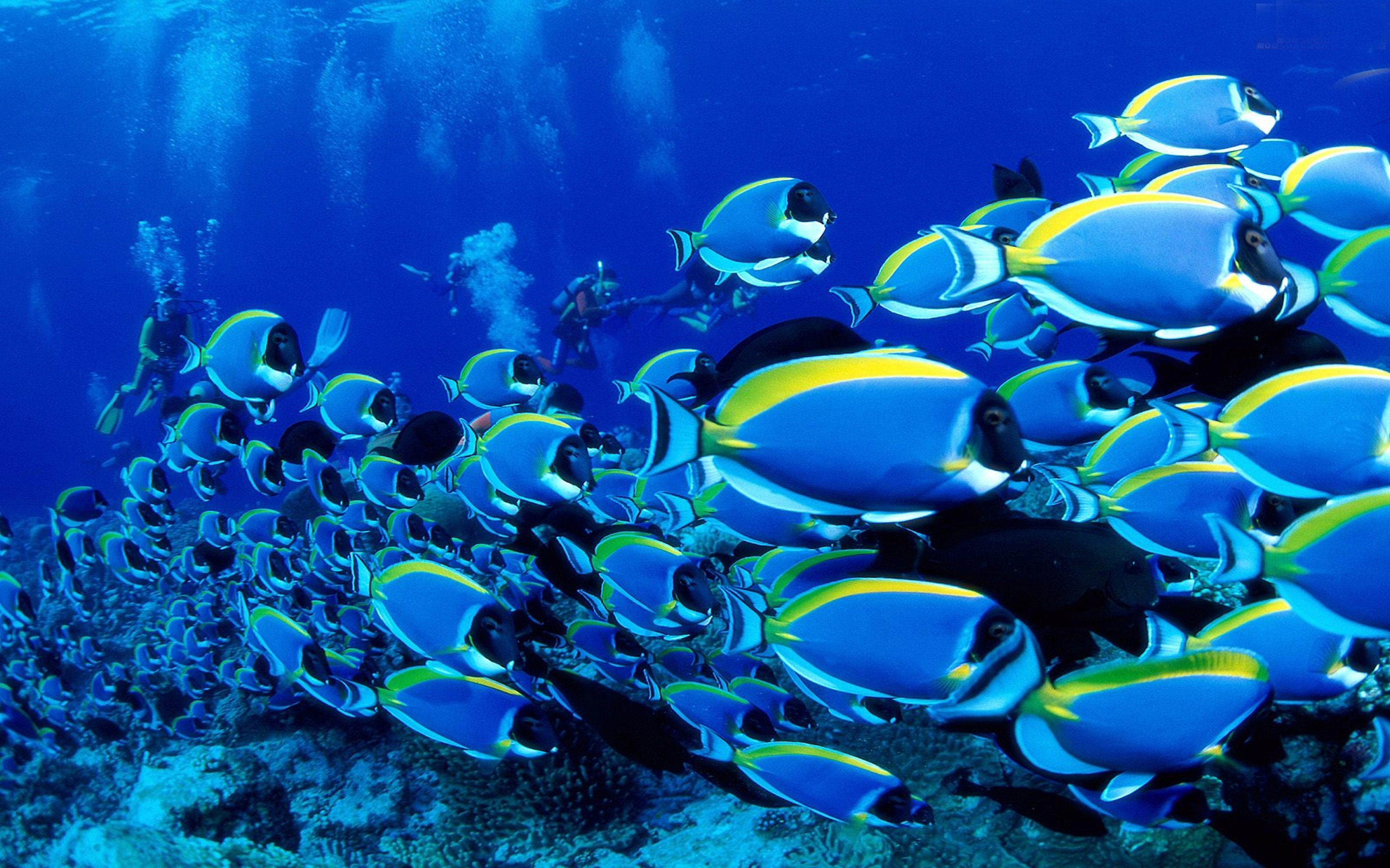 3840x2400 Animals Ocean Tropical Fish Wallpaper Background HD