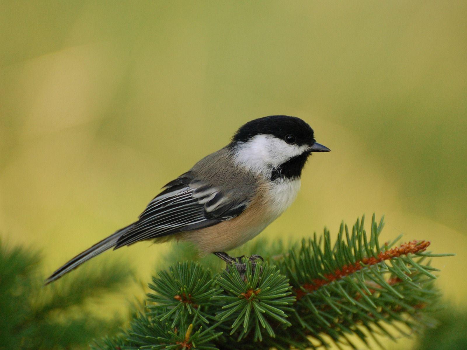 1600x1200 Chickadee Perch Wallpaper Birds Animals Wallpaper in jpg format