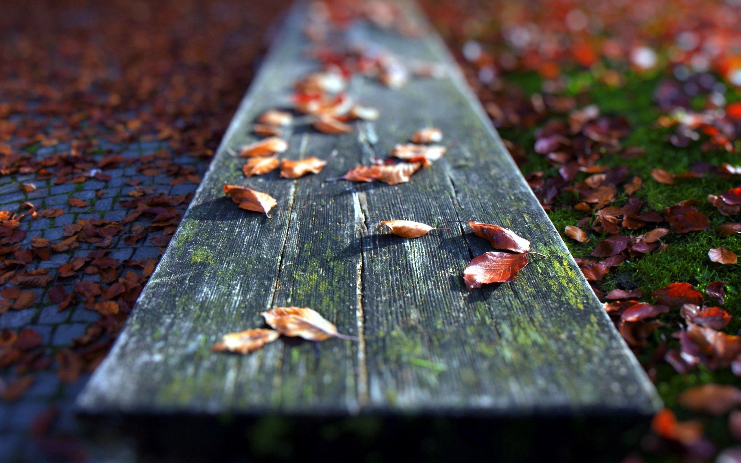 2560x1600 Fallen Leaves Close Up Wallpaper. Fallen Leaves Close Up Stock