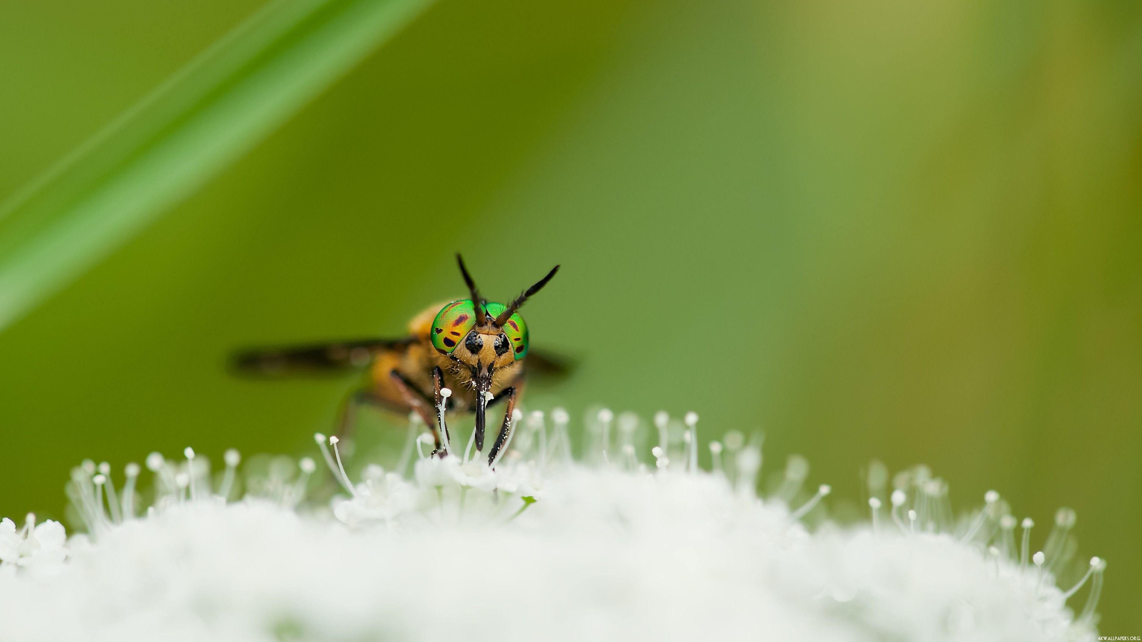3840x2160 4K Insect Close Up Wallpaper