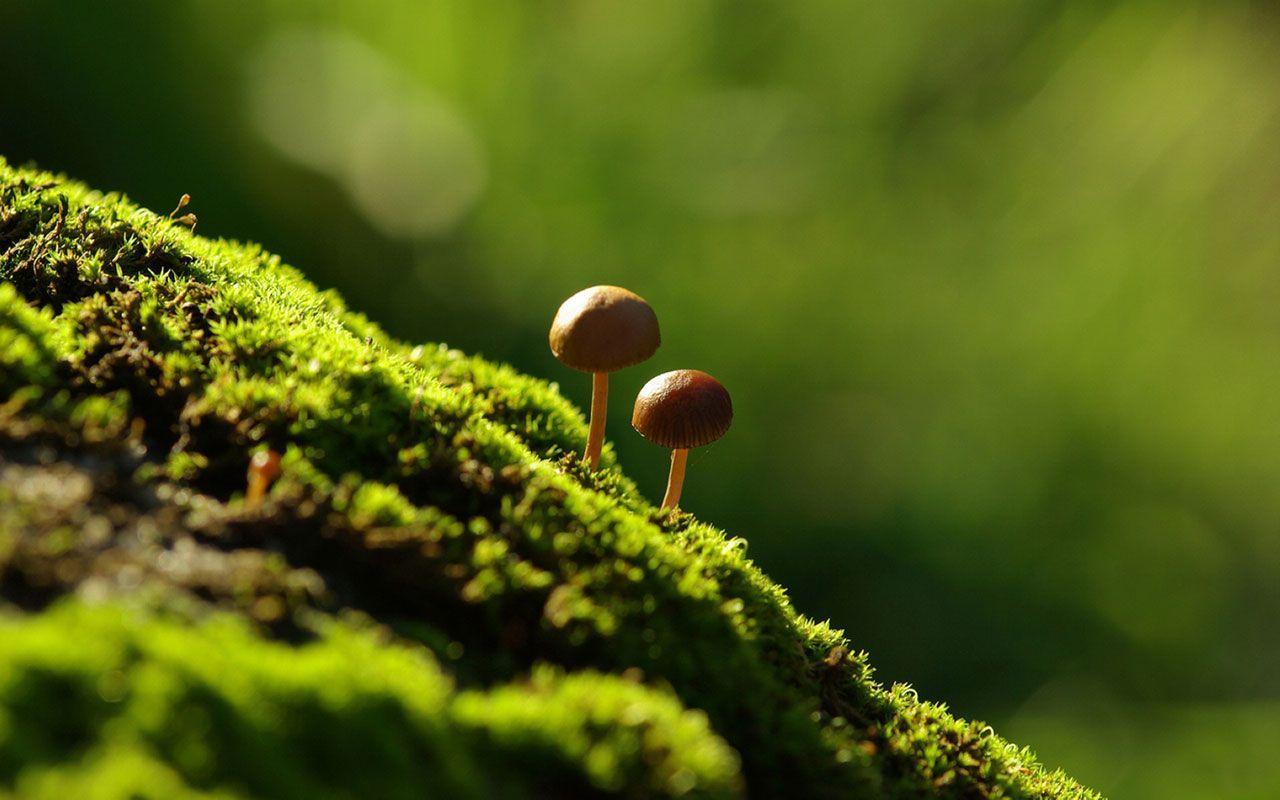 1280x800 Green Moss Close Up Wallpaper Wallpaper. Mushroom Wallpaper