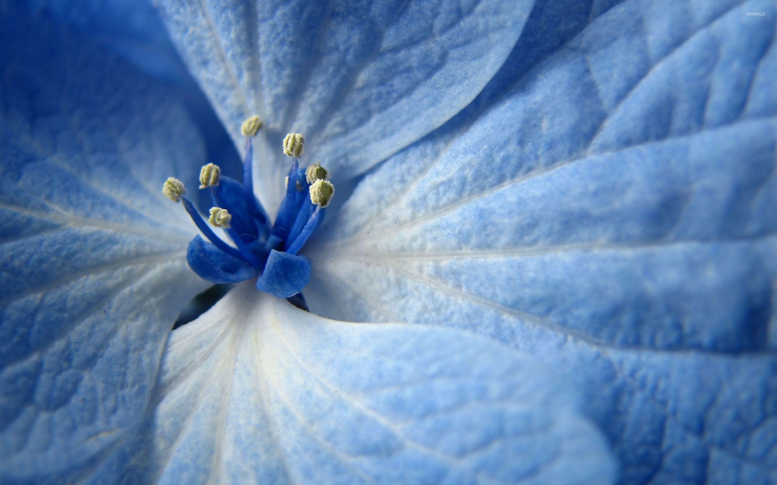 2560x1600 Hydrangea Close Up Wallpaper Wallpaper