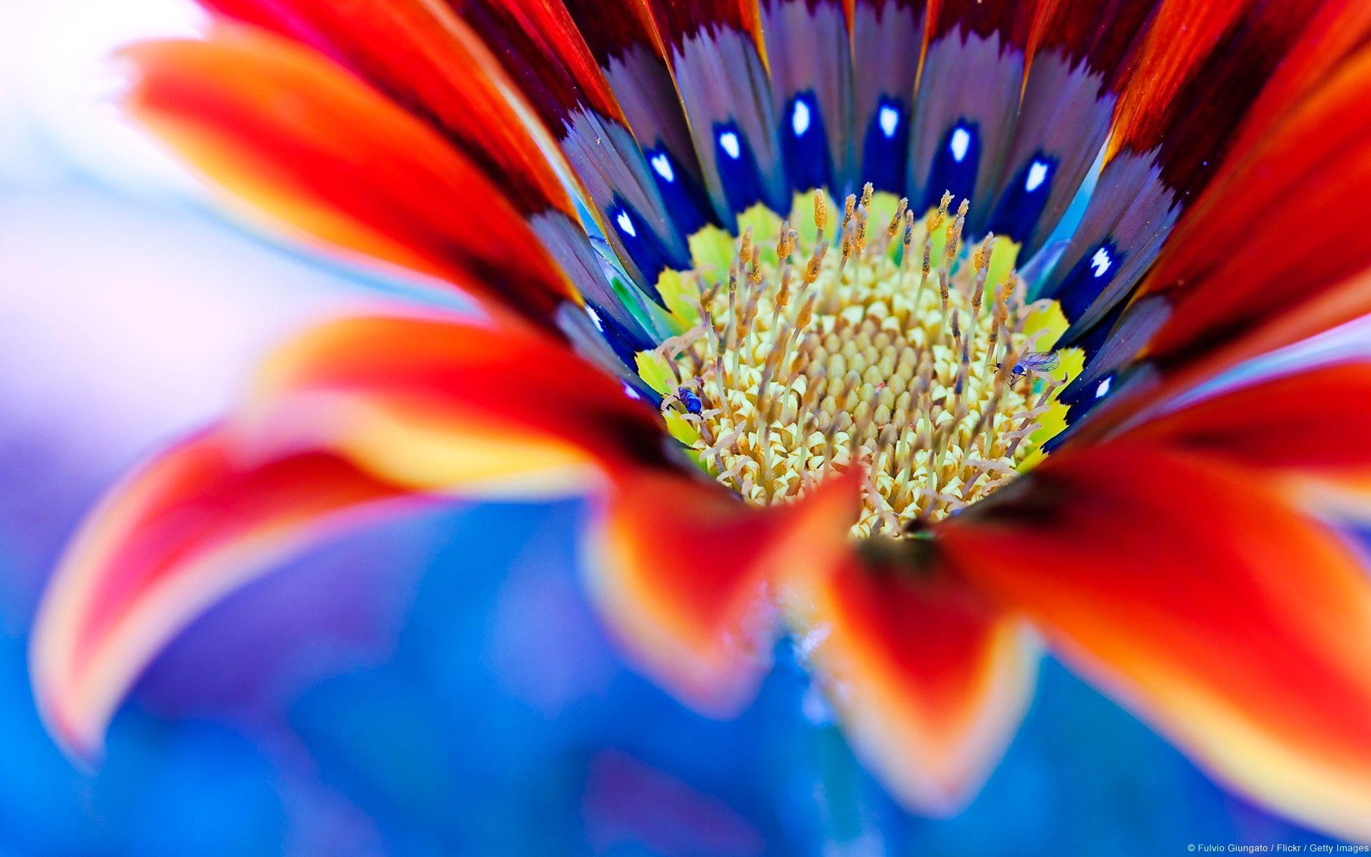 1920x1200 Close Up Wallpaper