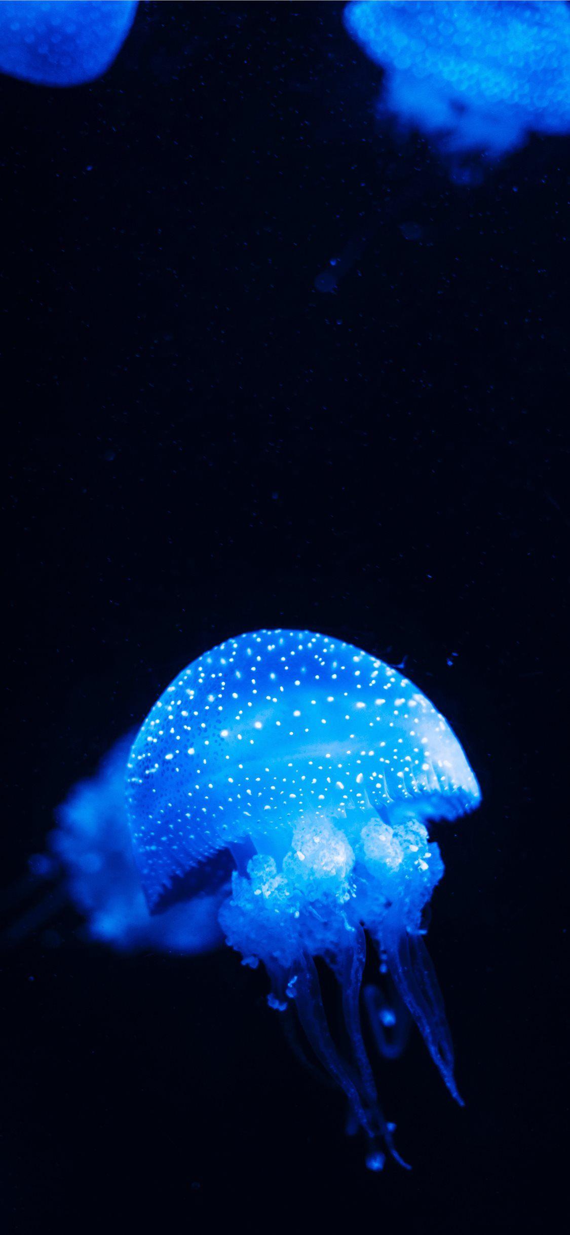 1125x2436 blue jellyfish lot close up photography iPhone X Wallpaper Free