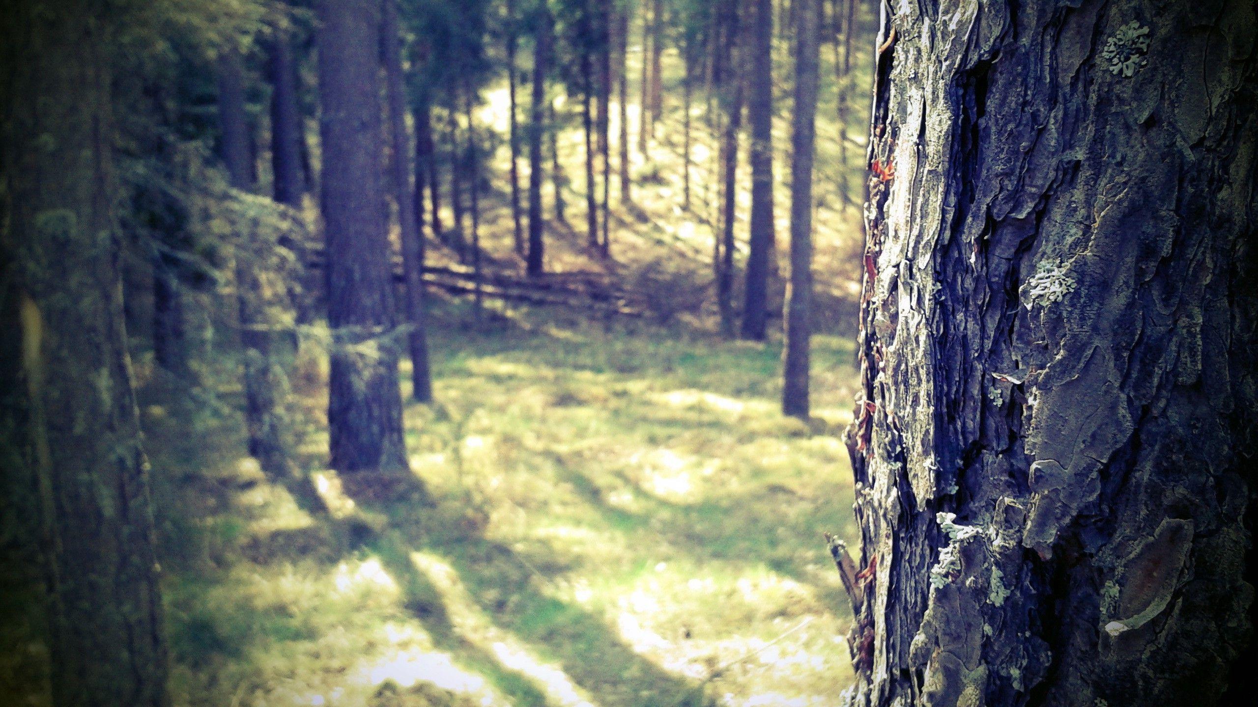 2560x1440 forest, Masuria, Nature, Trees, Closeup, Poland Wallpaper HD