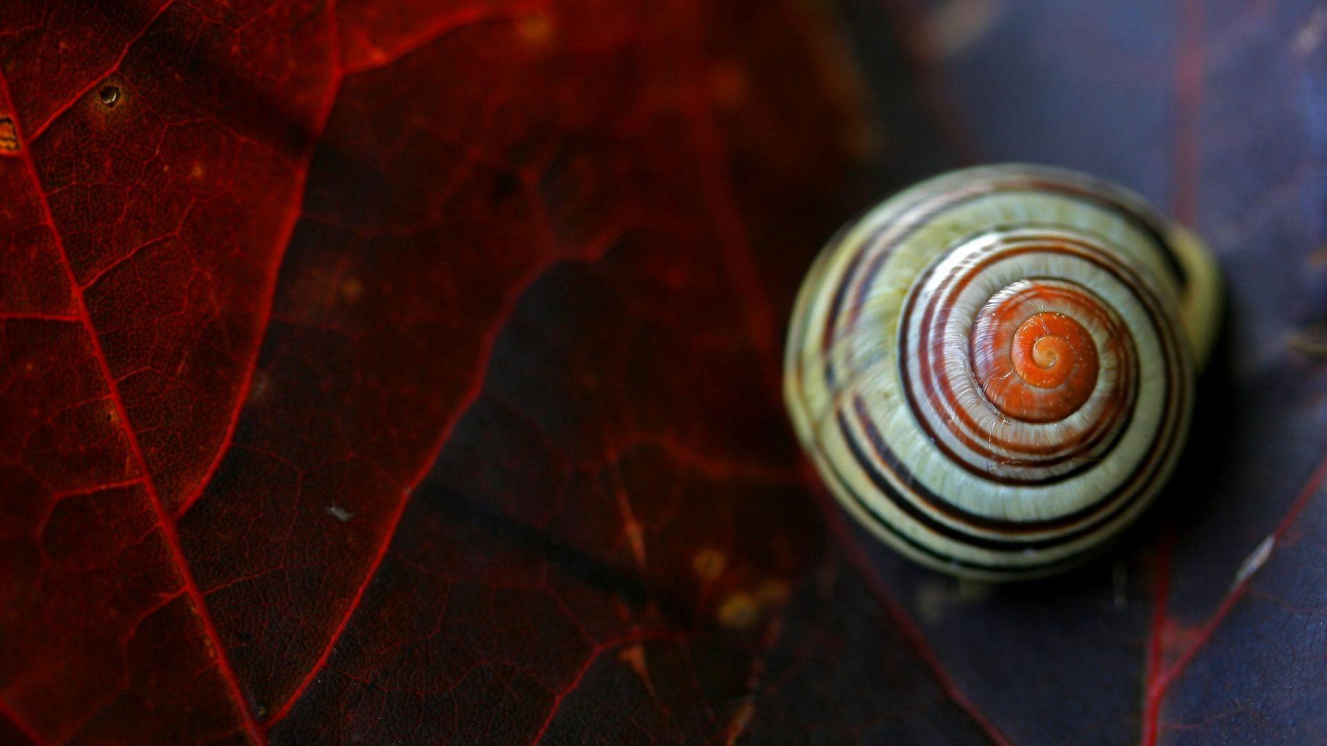 1920x1080 Close up snail wallpaper