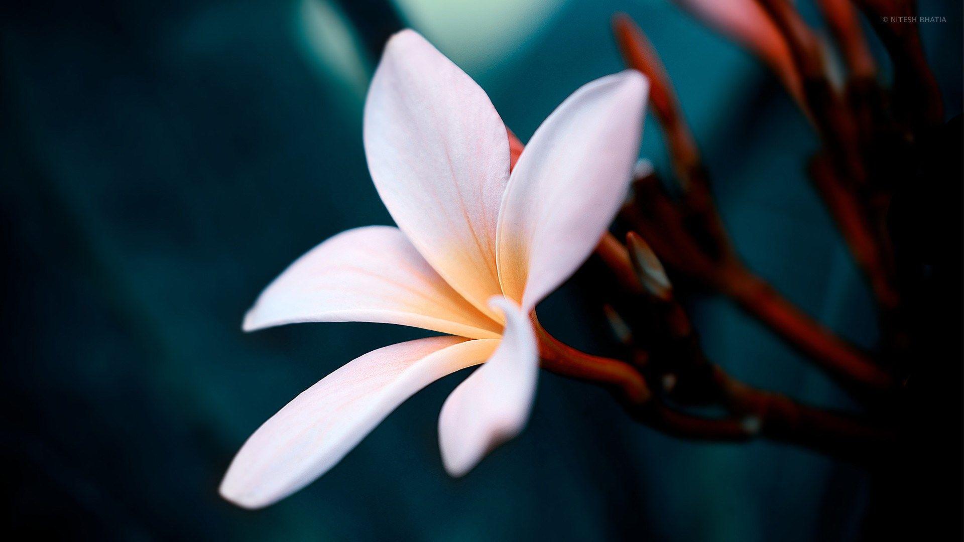 Plumeria Wallpapers Top Free Plumeria Backgrounds Wallpaperaccess