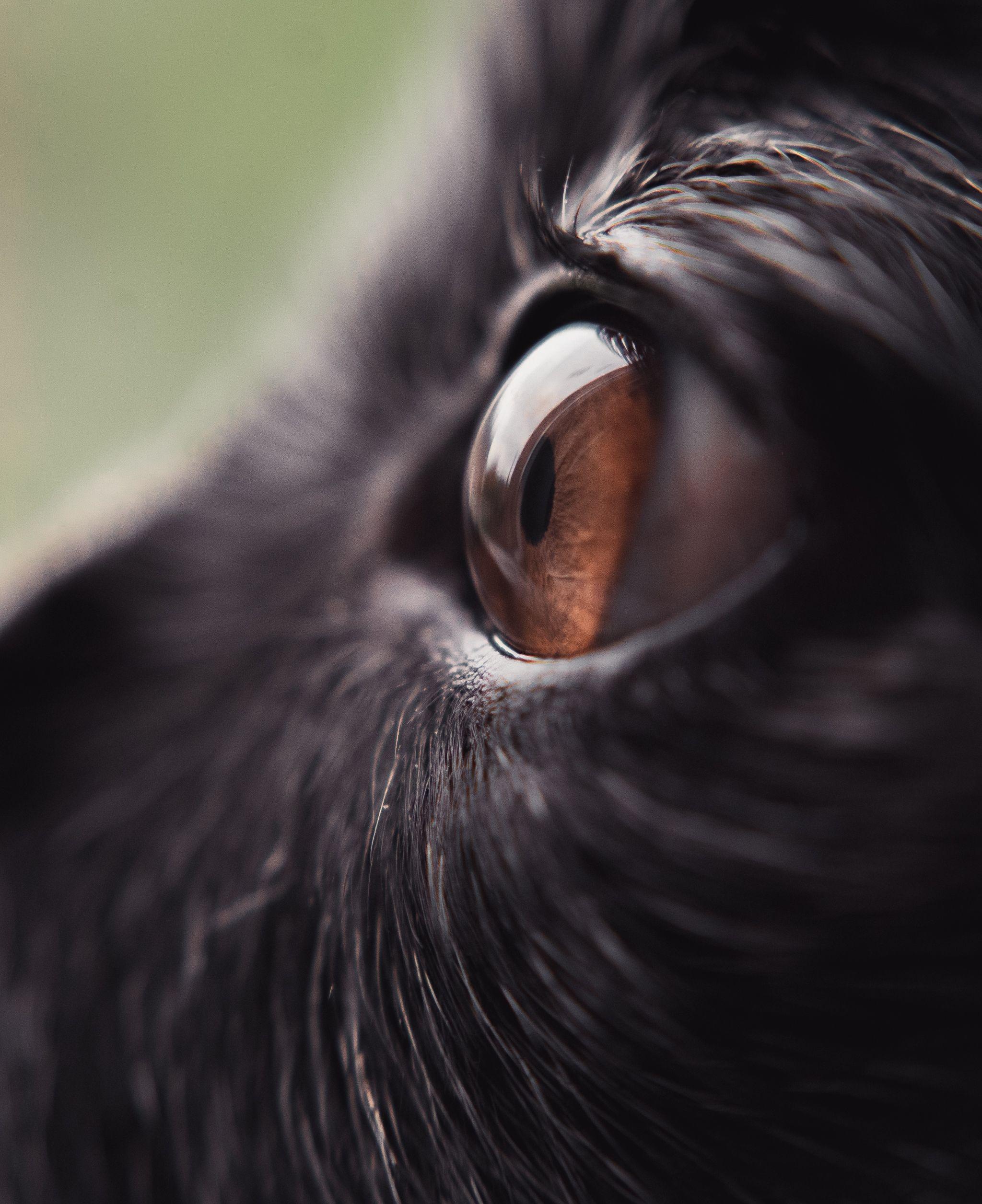 2048x2512 Download 2048x2512 Animal Eye, Macro, Black Fur, Close Up