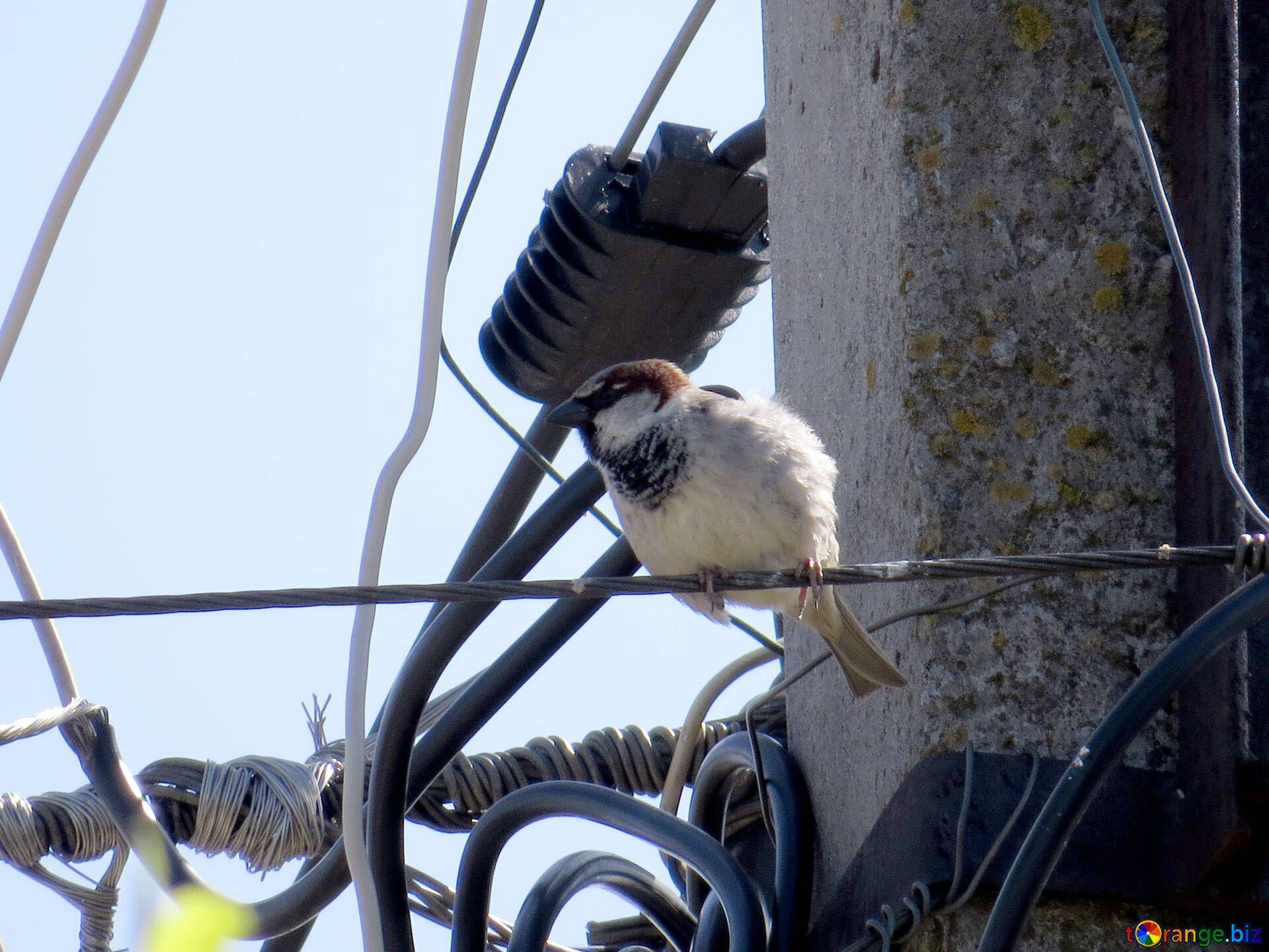 1920x1440 Bird sparrows bird electrician energy № 24390