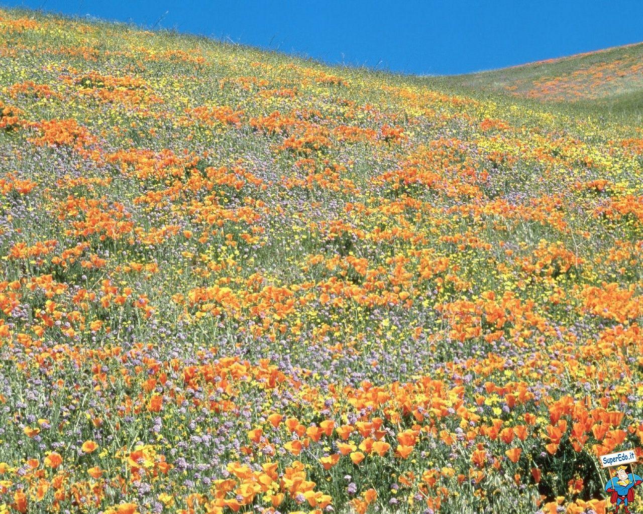 1280x1024 Poppies Wallpaper • HD Wallpaper