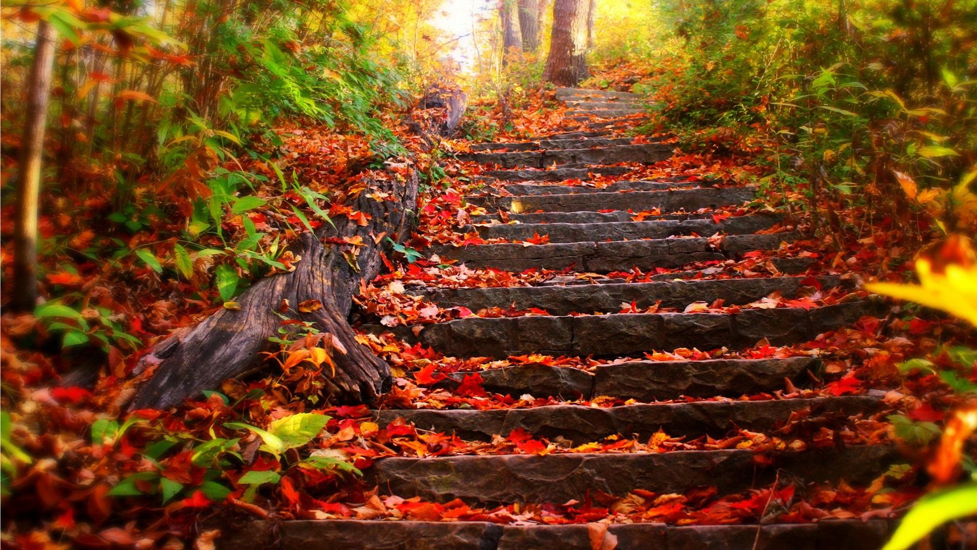 1920x1080 Nature Wallpaper Best Autumn Picture Wallpaper 33937