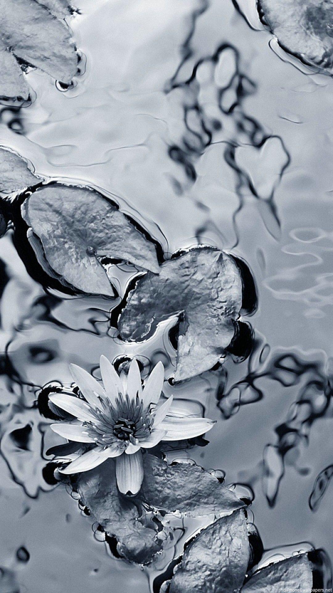 iPhone Black And White Wallpapers Top Free iPhone Black And White