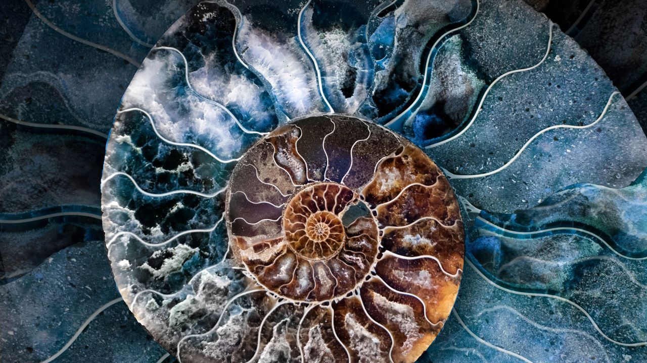 1280x720 Fossilised ammonite shell Gallery · Peapix