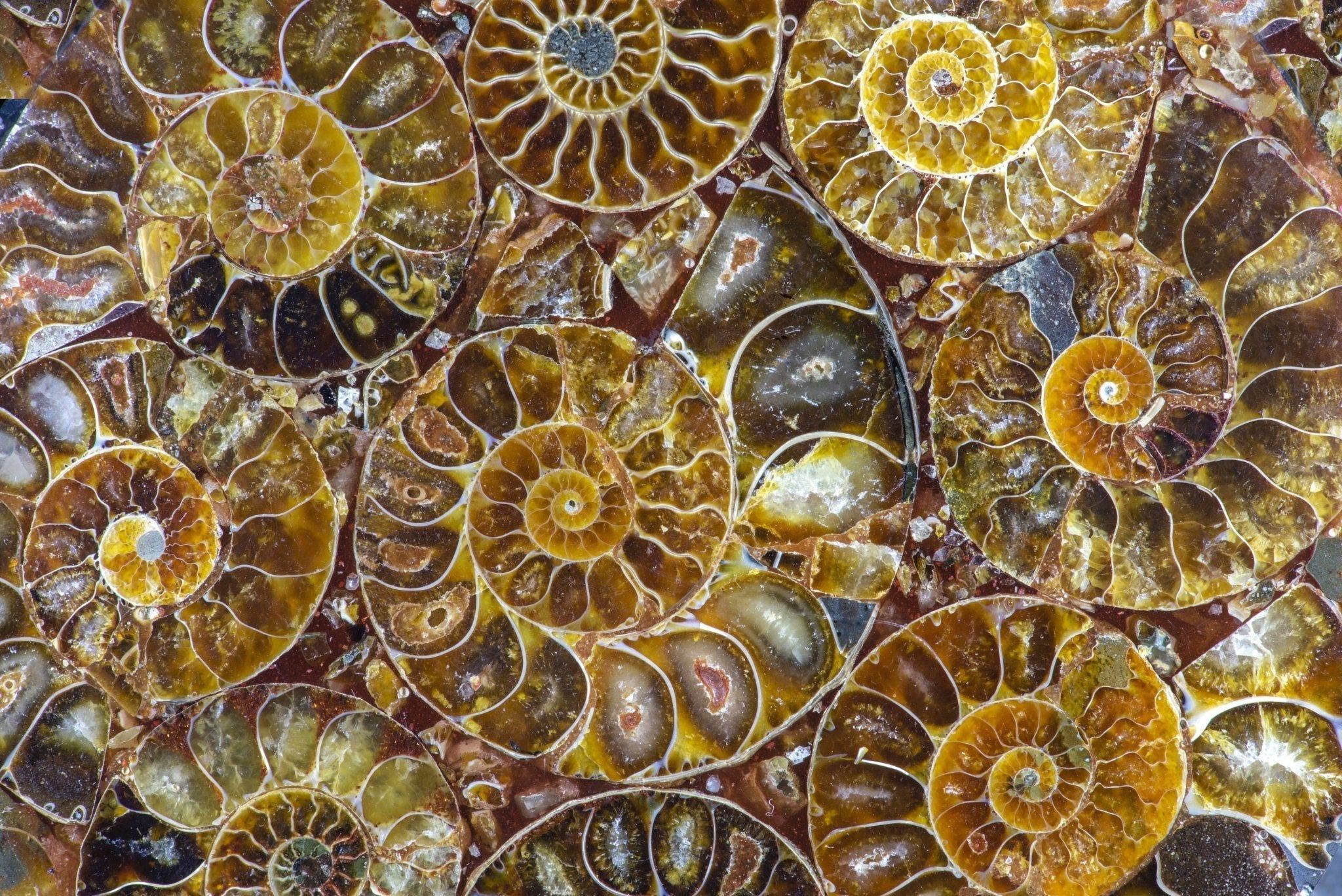 2048x1367 Ammonite �