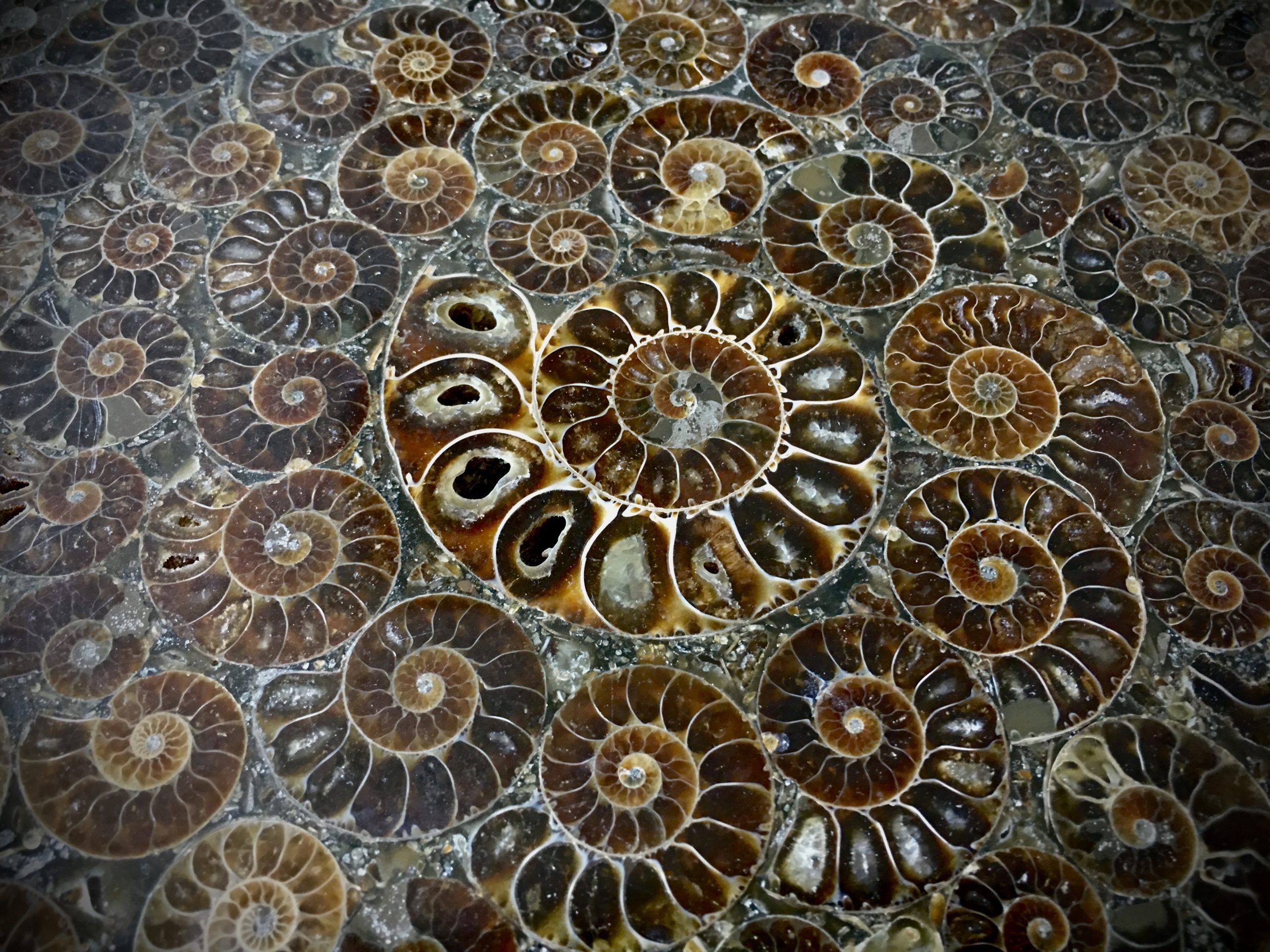 2560x1920 Ammonite Fossil Tabletop