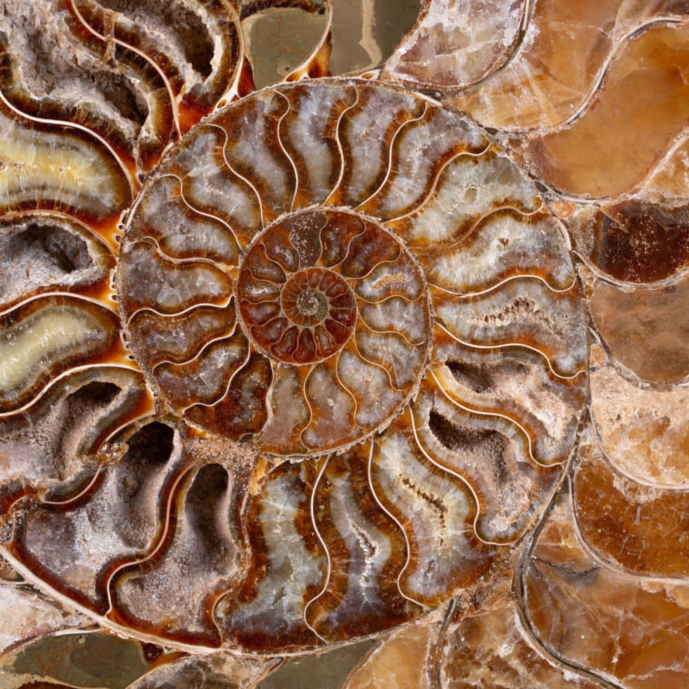 1000x1000 Ammonites Wallpaper