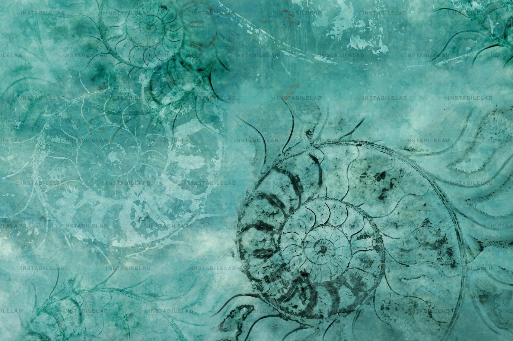 1700x1133 Ammonite Wallpaper