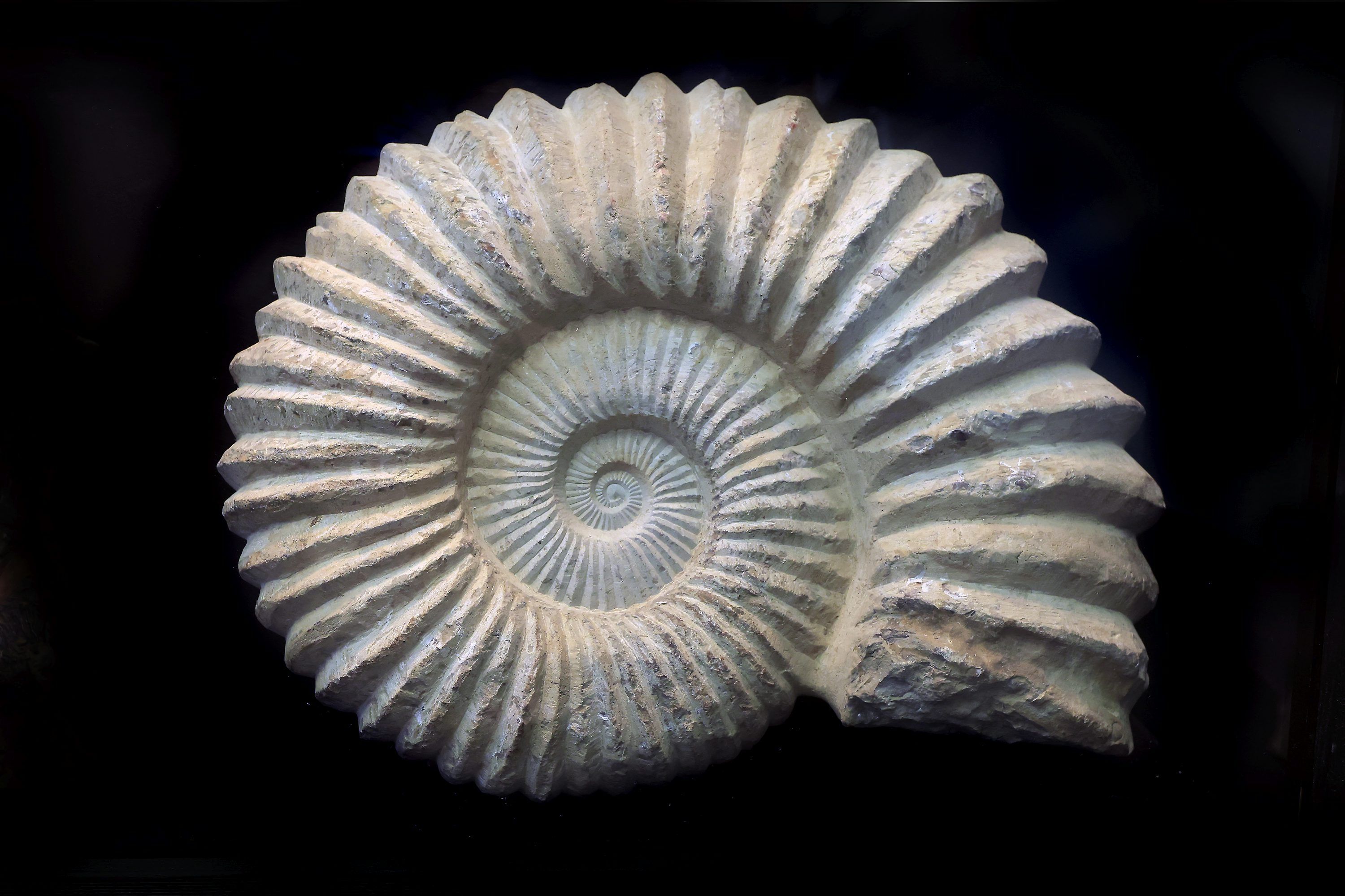 3000x2000 Wall Mural Stone Ammonite Design In Grayish White Seashell Pattern
