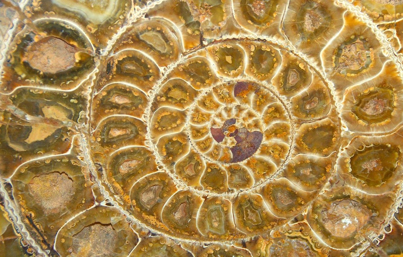 1332x850 Macroscopic view of a half side of an ammonite fossil showcasing intricate shell patterns and vibrant colors in a natural setting