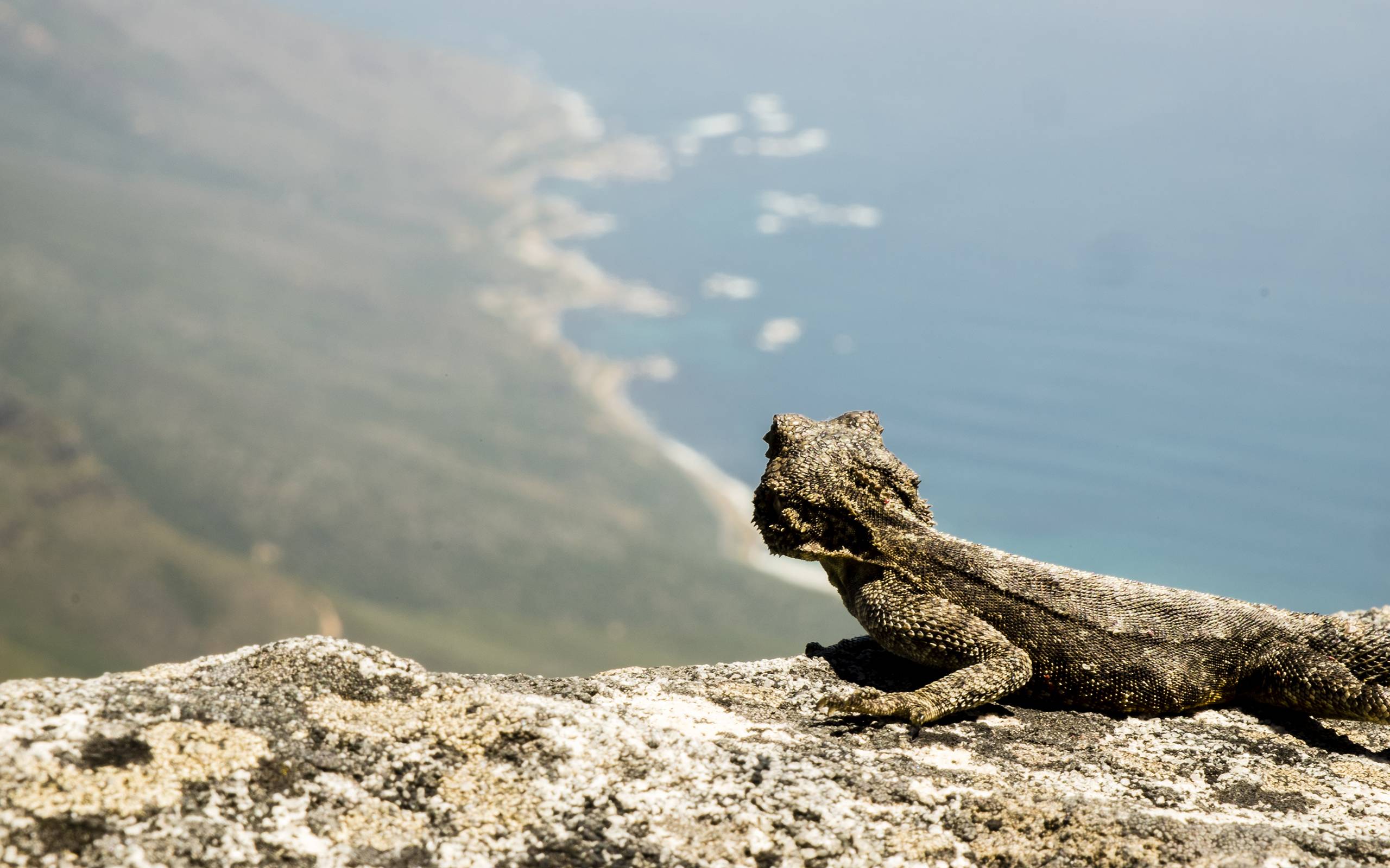 2560x1600 Bearded Dragon Wallpaper