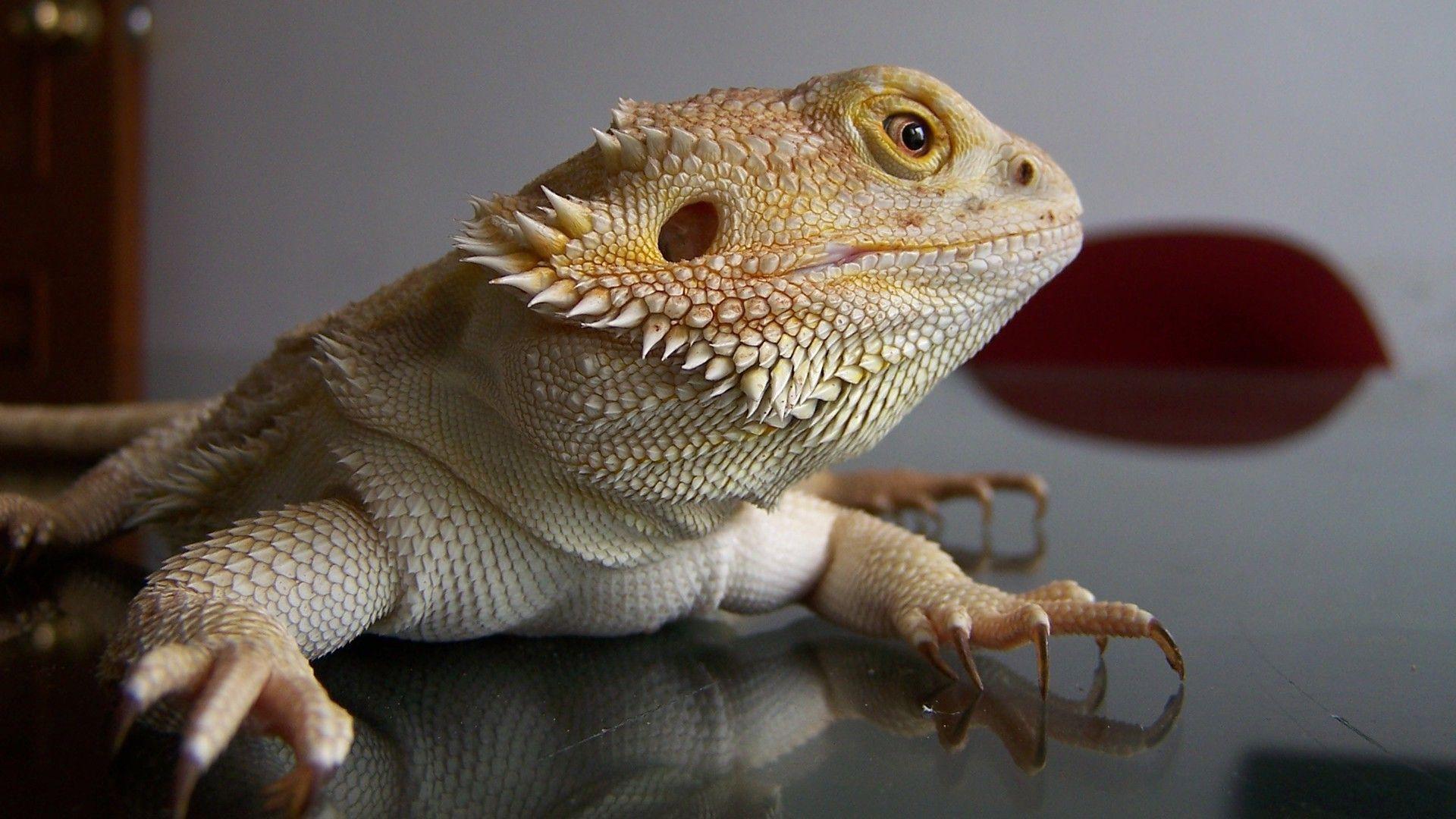 Bearded Dragon Photos Download The BEST Free Bearded Dragon Stock Photos   HD Images