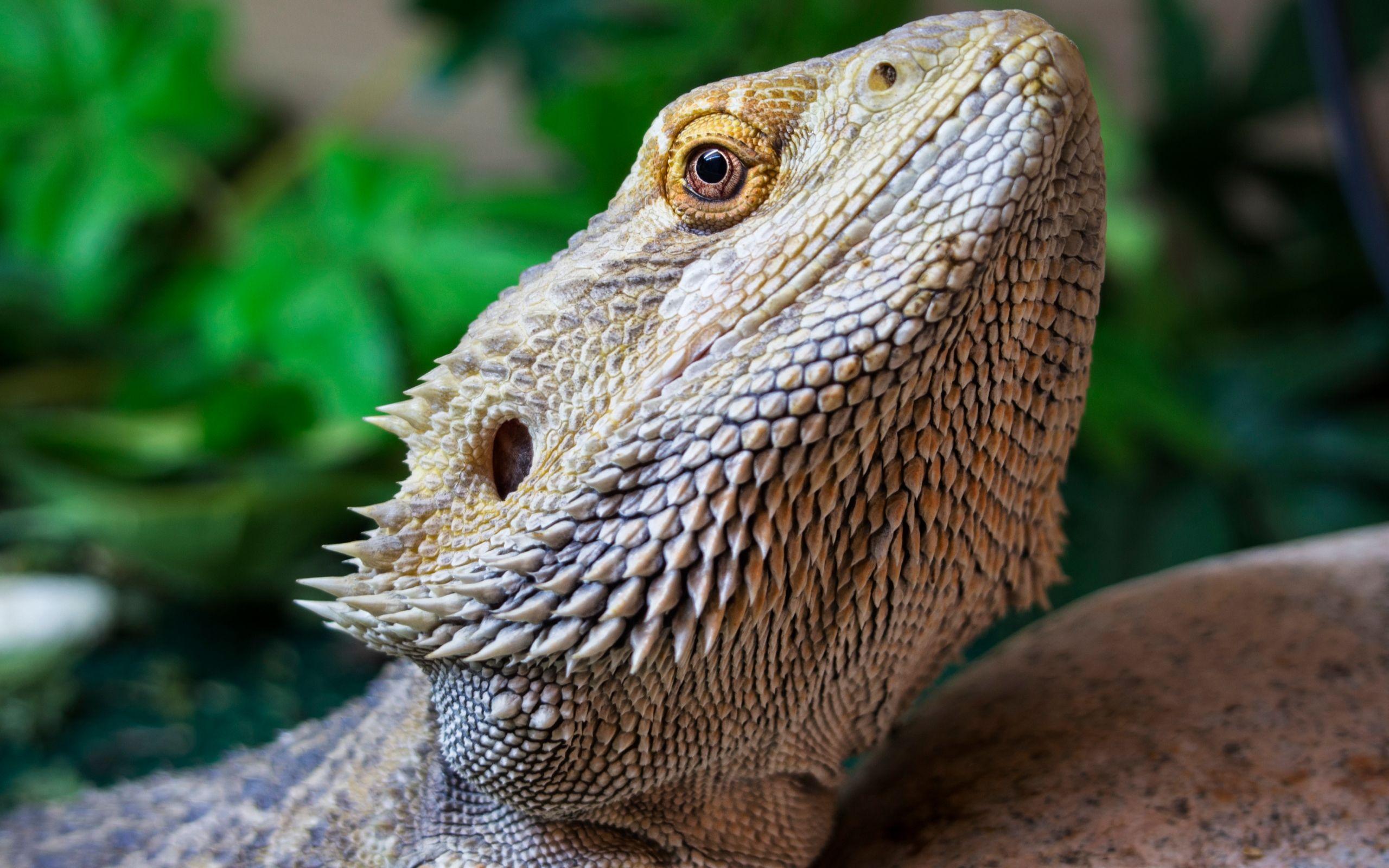 Free download Bearded Dragon Wallpaper 1920x1080 for your Desktop Mobile   Tablet  Explore 76 Bearded Dragon Wallpaper  Dragon Wallpaper Dragon  Wallpapers Free Dragon Wallpapers