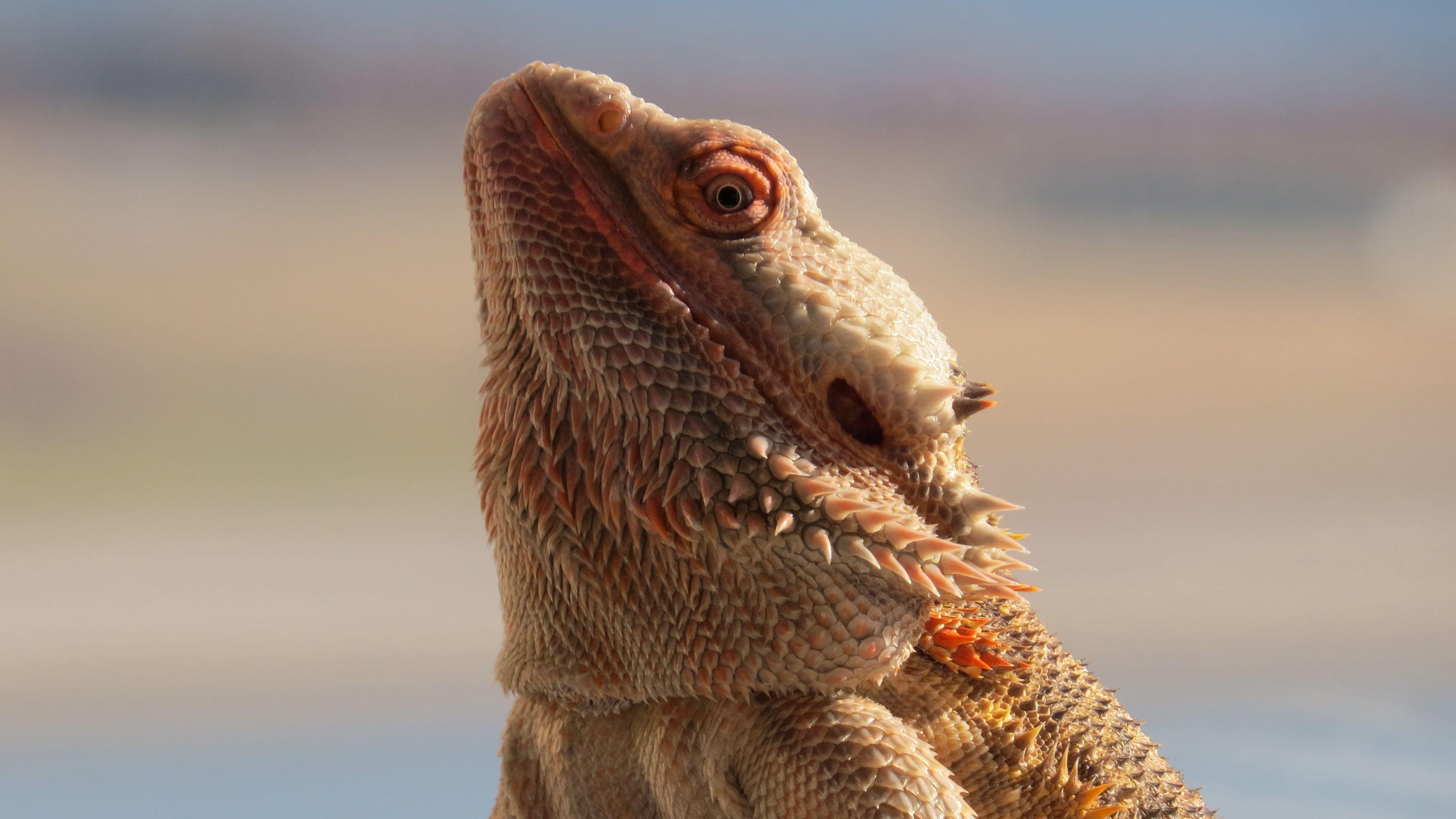 3840x2160 Download wallpaper 3840x2160 central bearded dragon, lizard
