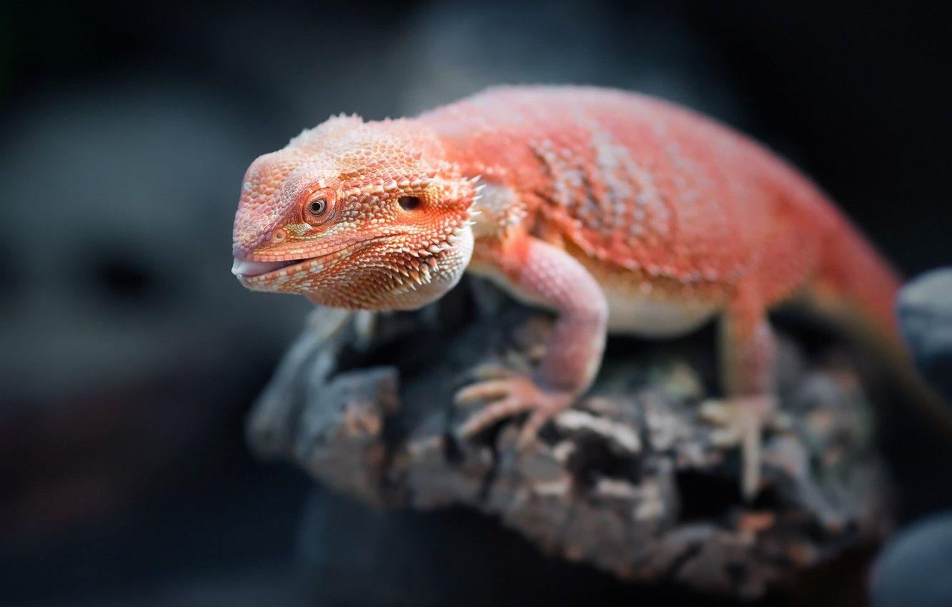 1332x850 Wallpaper orange, reptile, Bearded Dragon image for desktop