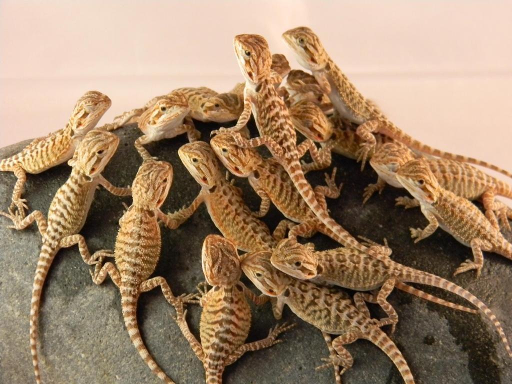 1024x768 Bearded Dragon wallpaper 1024x768 desktop background