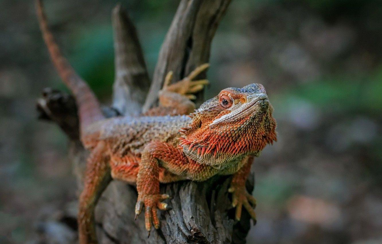 1332x850 Wallpaper nature, background, Australian Bearded Dragon image
